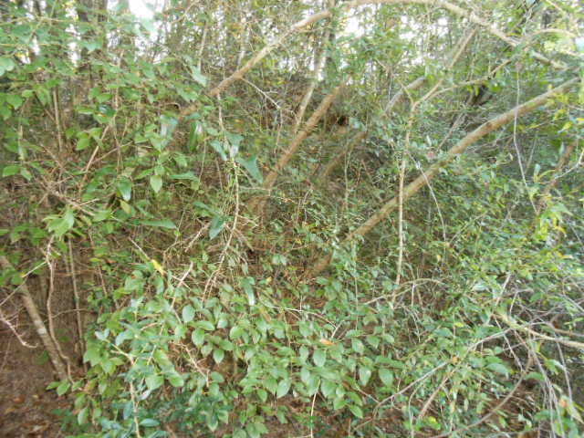 Clear Creek Farms - Land