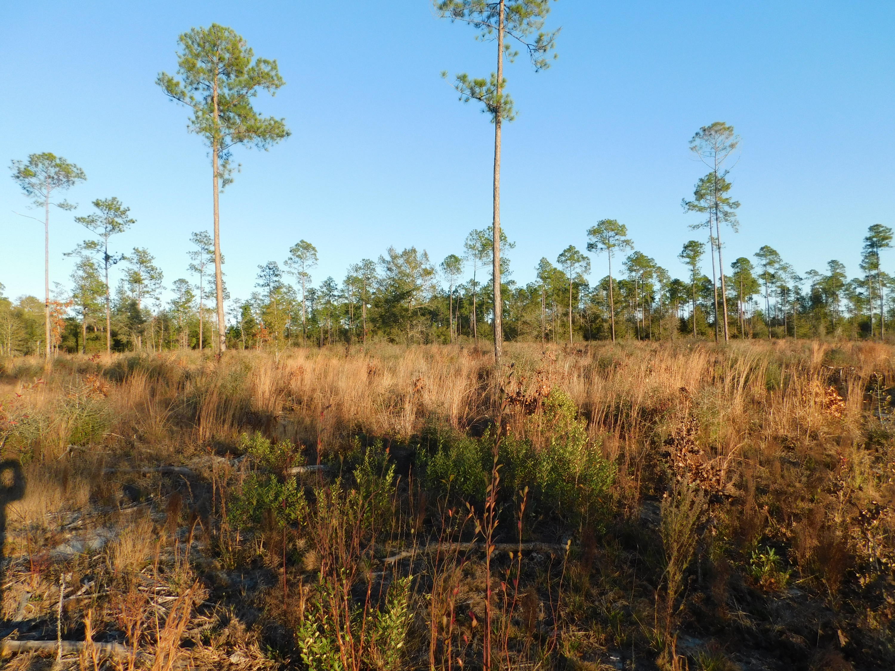 Metes and Bounds - Farm