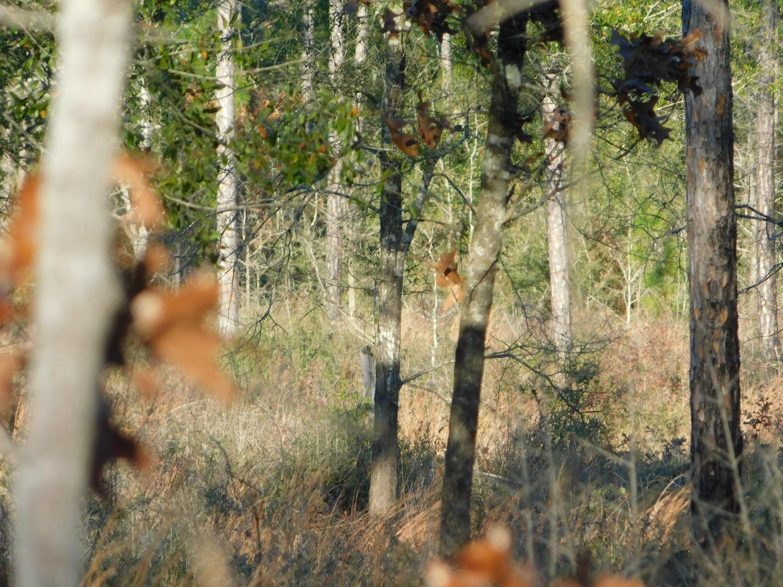 Metes and Bounds - Farm