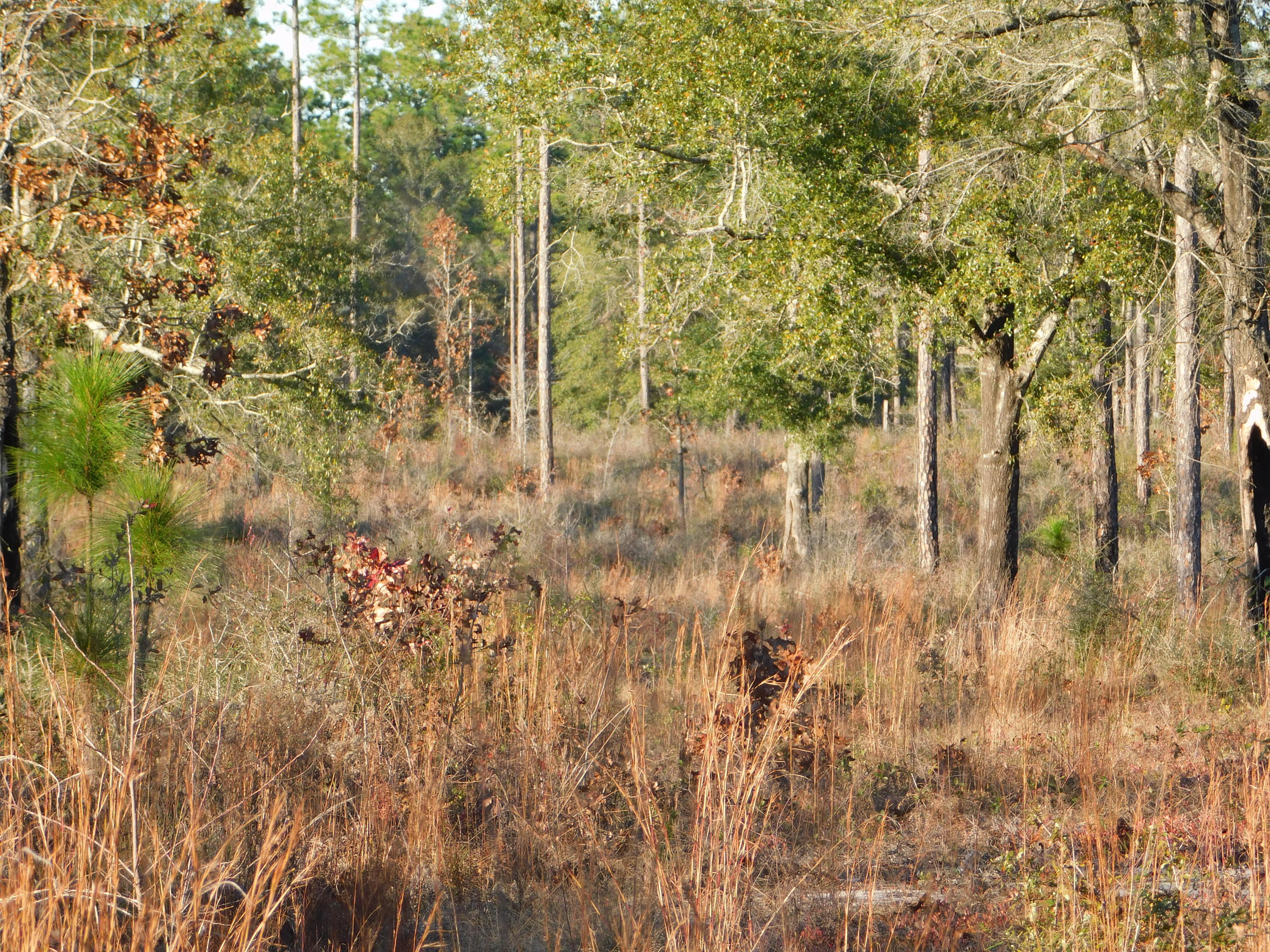 Metes and Bounds - Farm