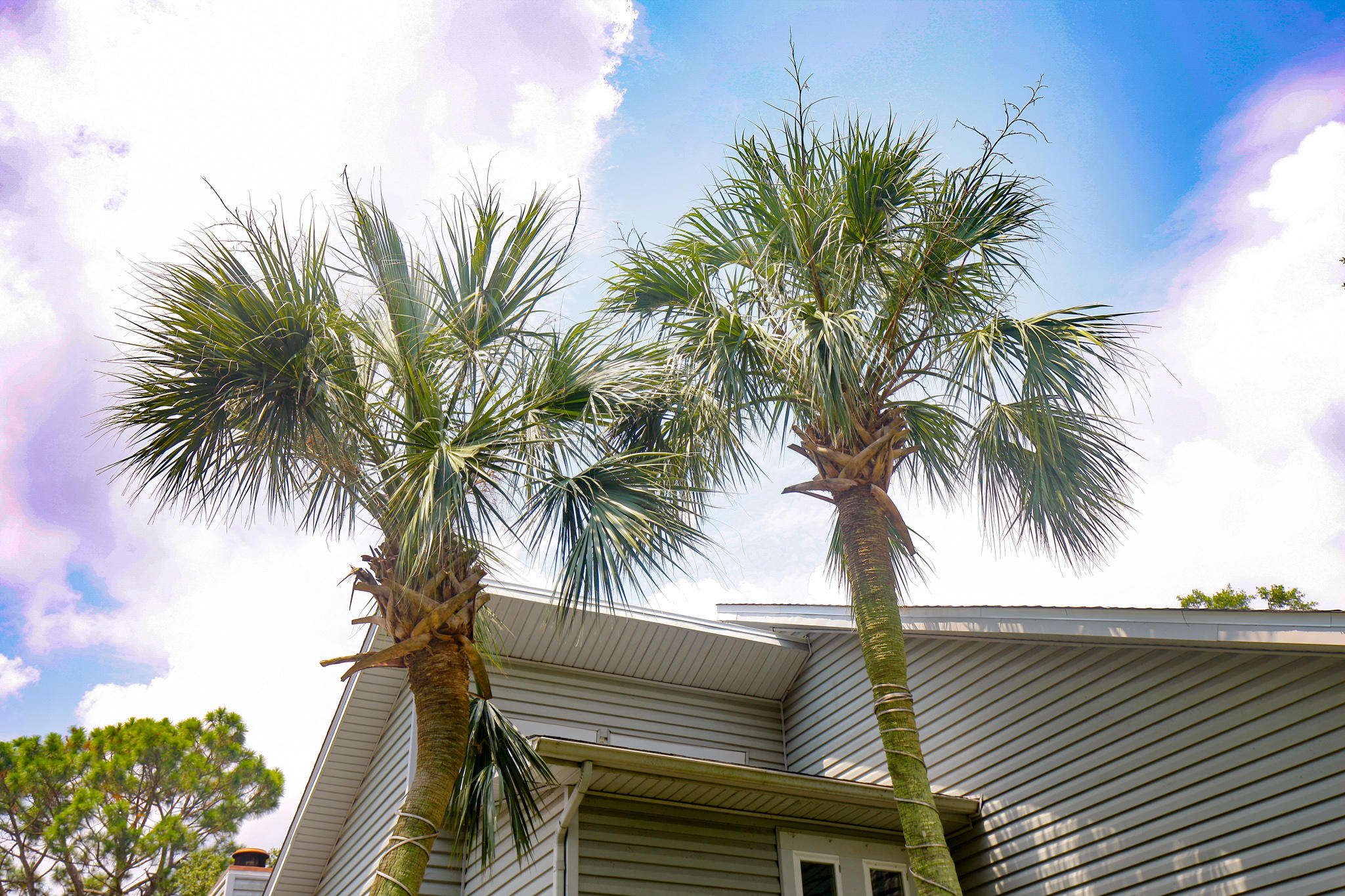 BAY FOREST - Residential