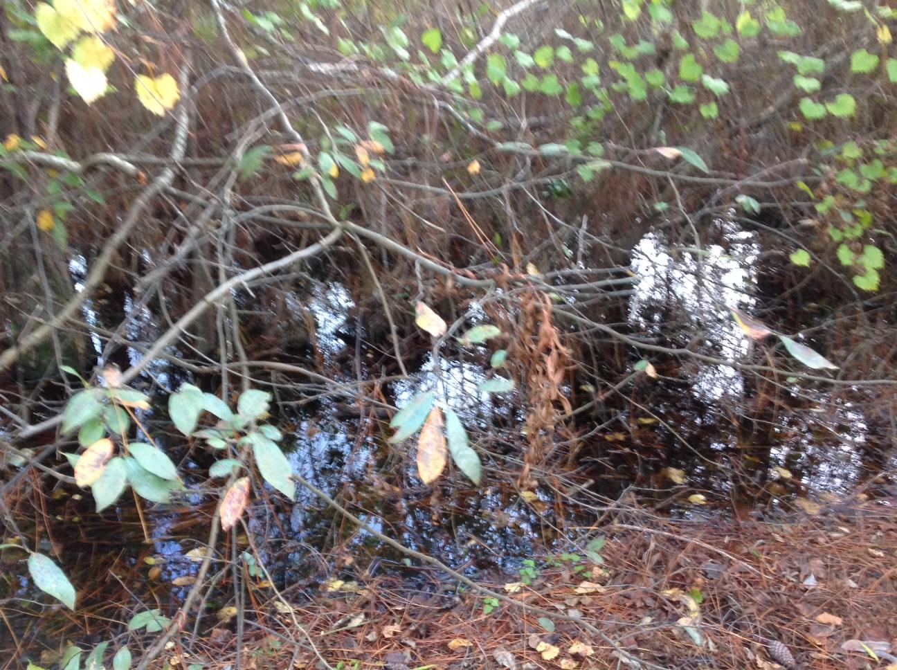 CRYSTAL COVE - Residential