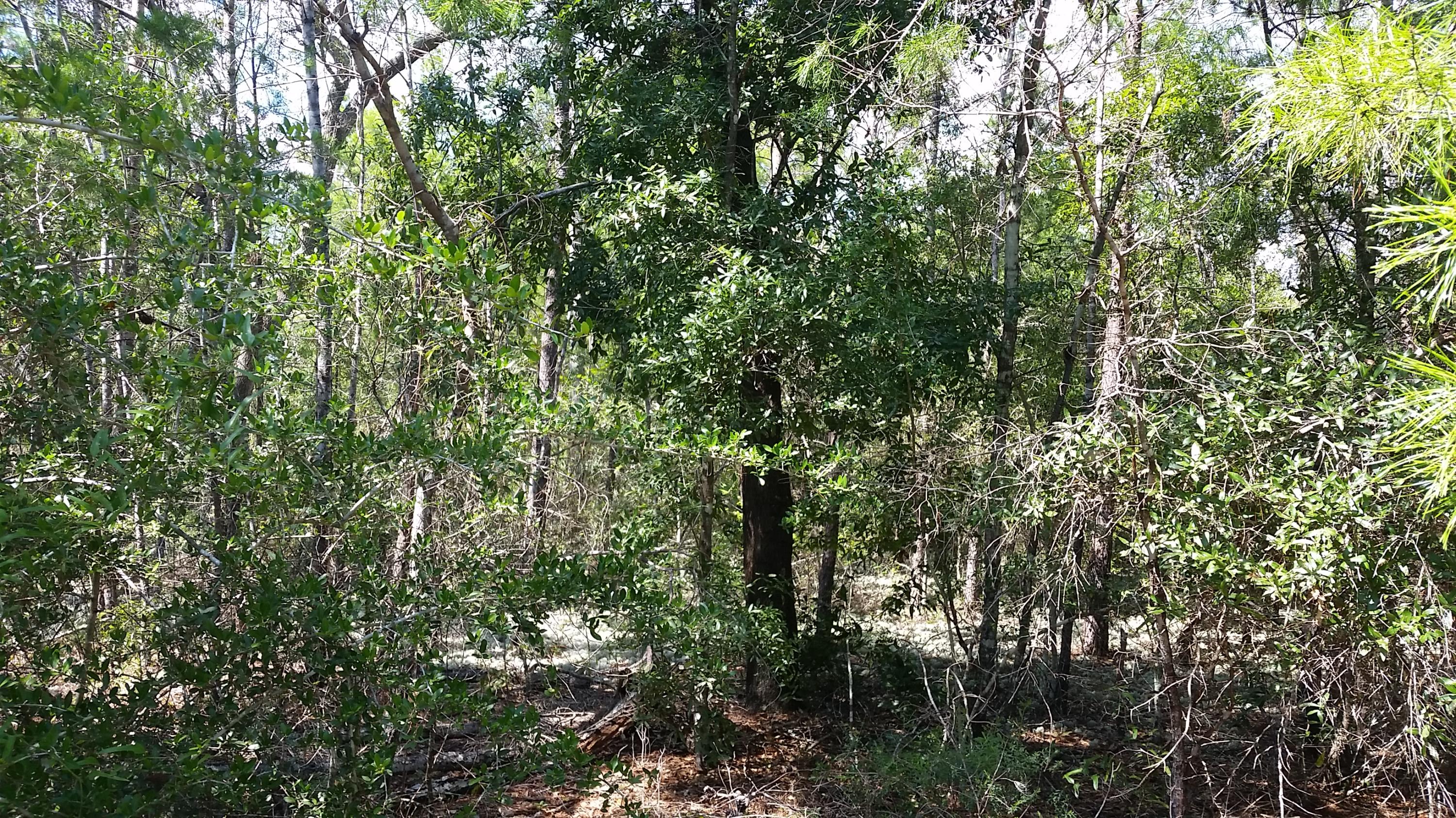 Magnolia Landing - Land