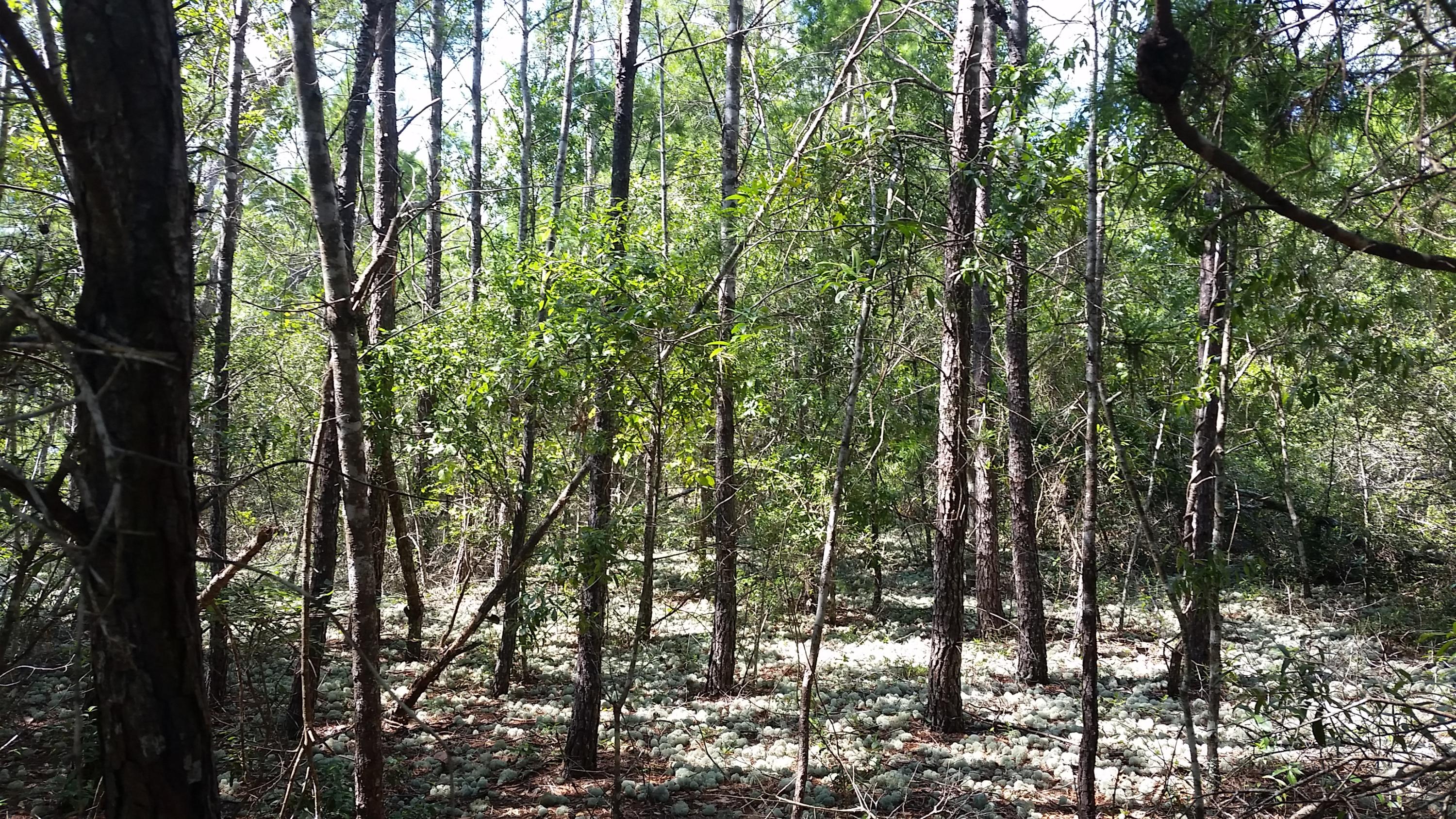 Magnolia Landing - Land