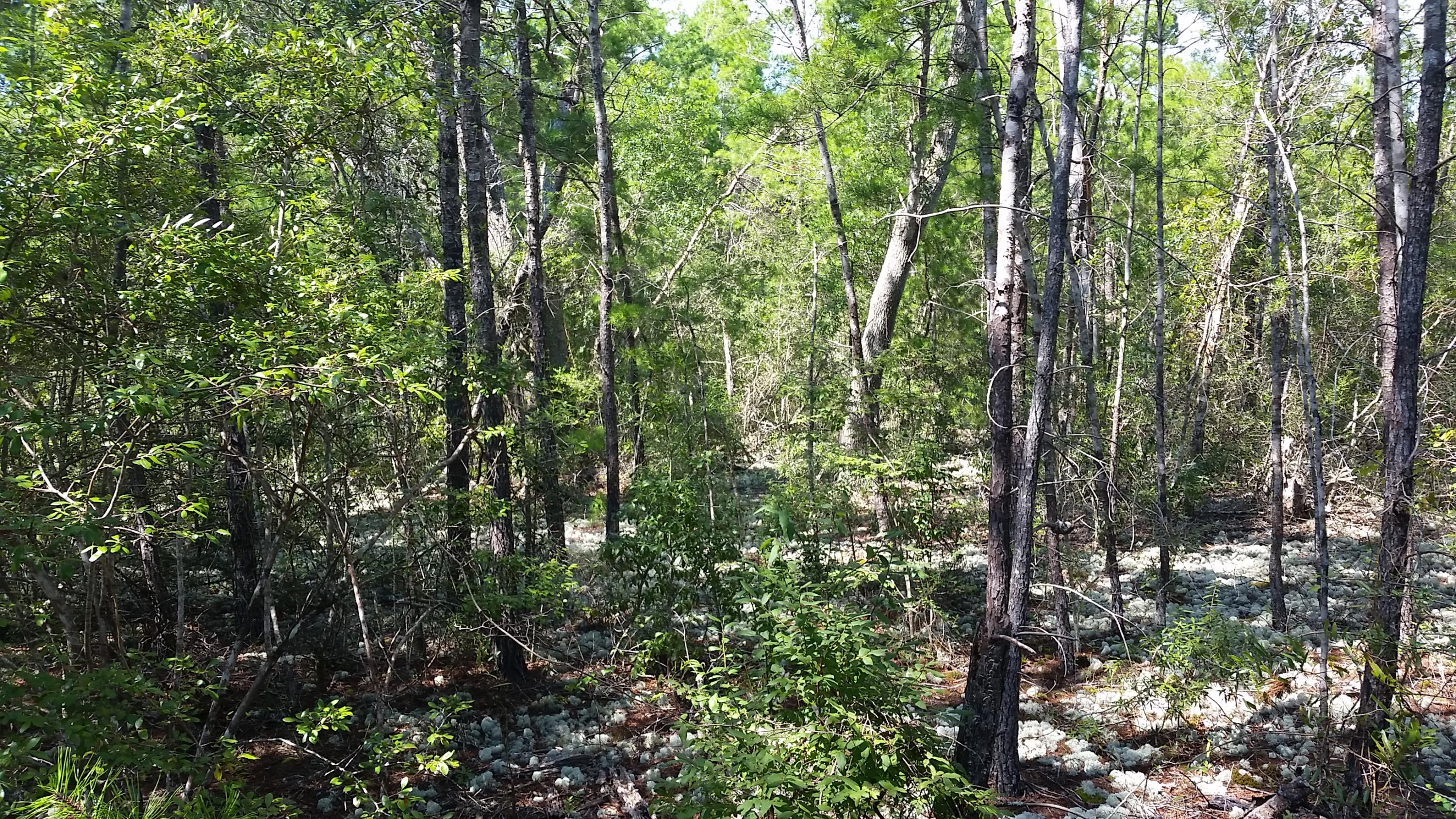 Magnolia Landing - Land