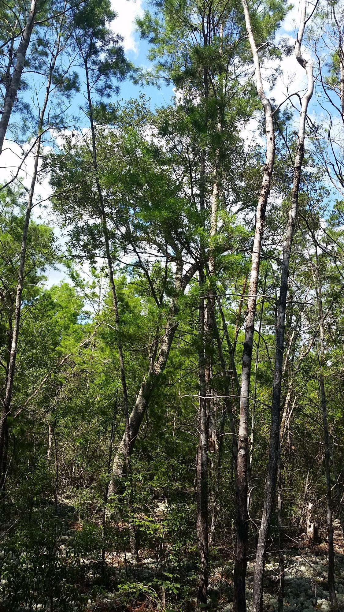 Magnolia Landing - Land