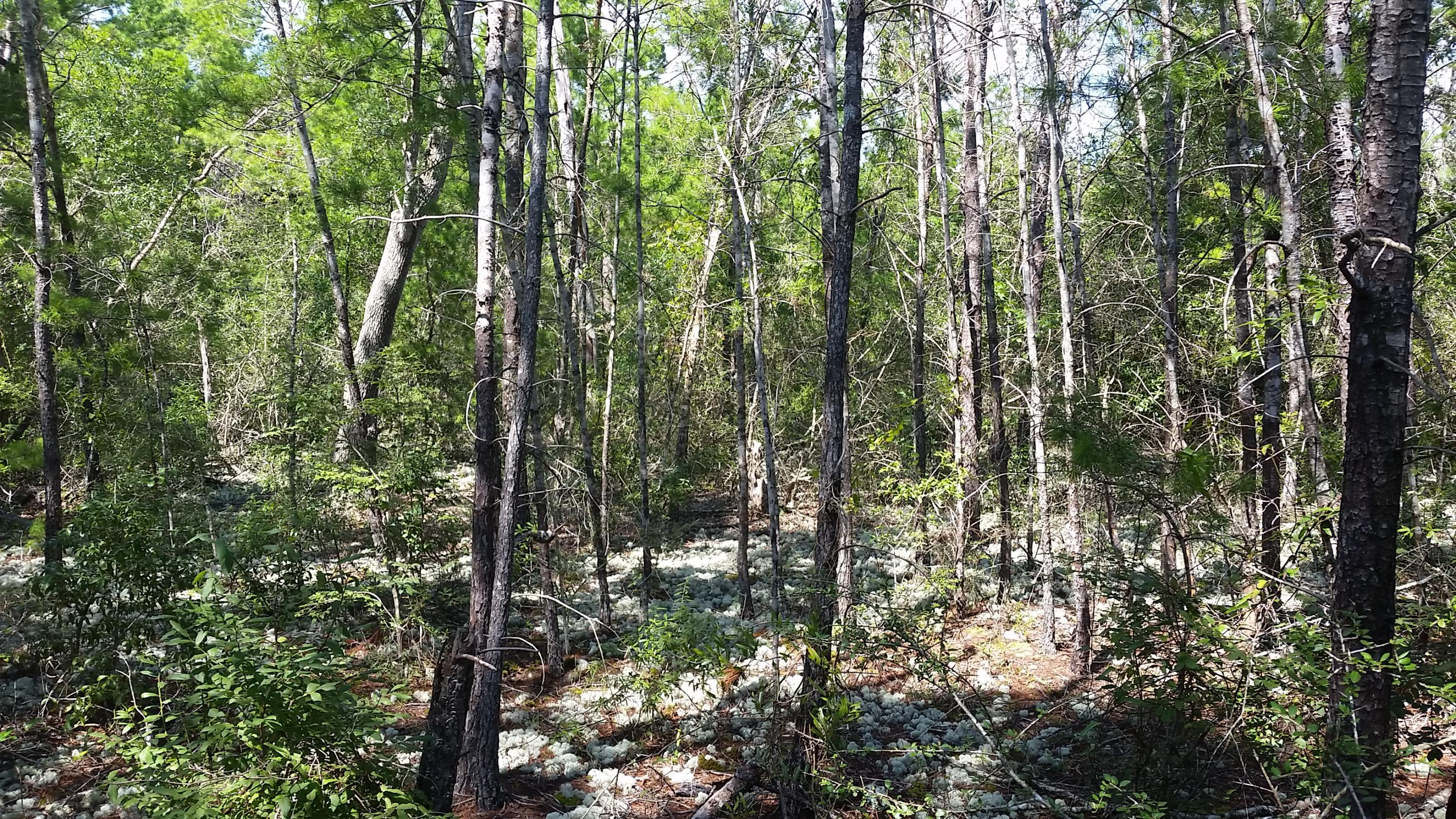 Magnolia Landing - Land