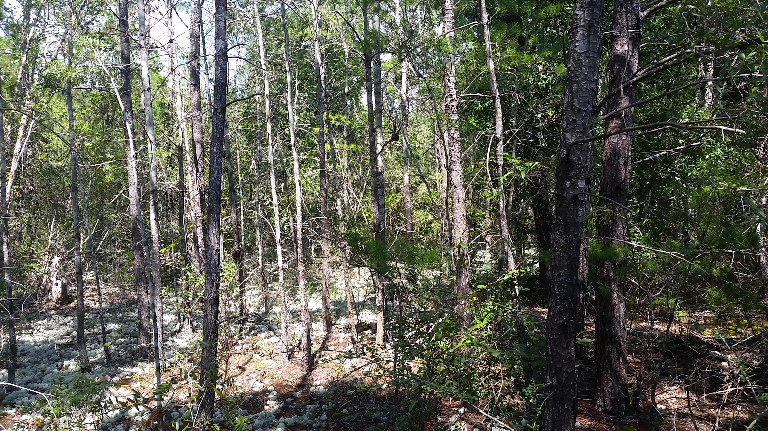 Magnolia Landing - Land