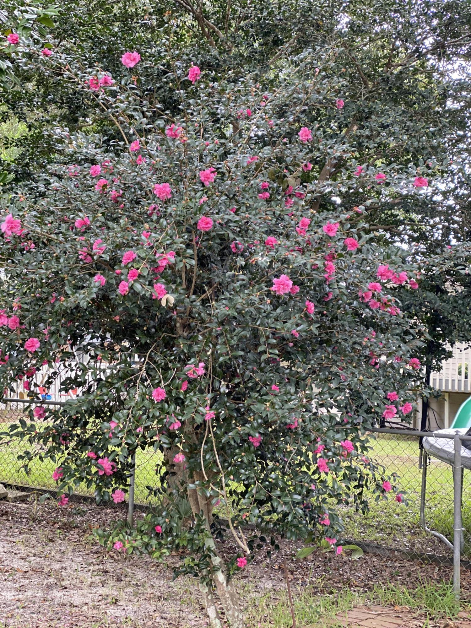 CHELSEA WOODS - Residential