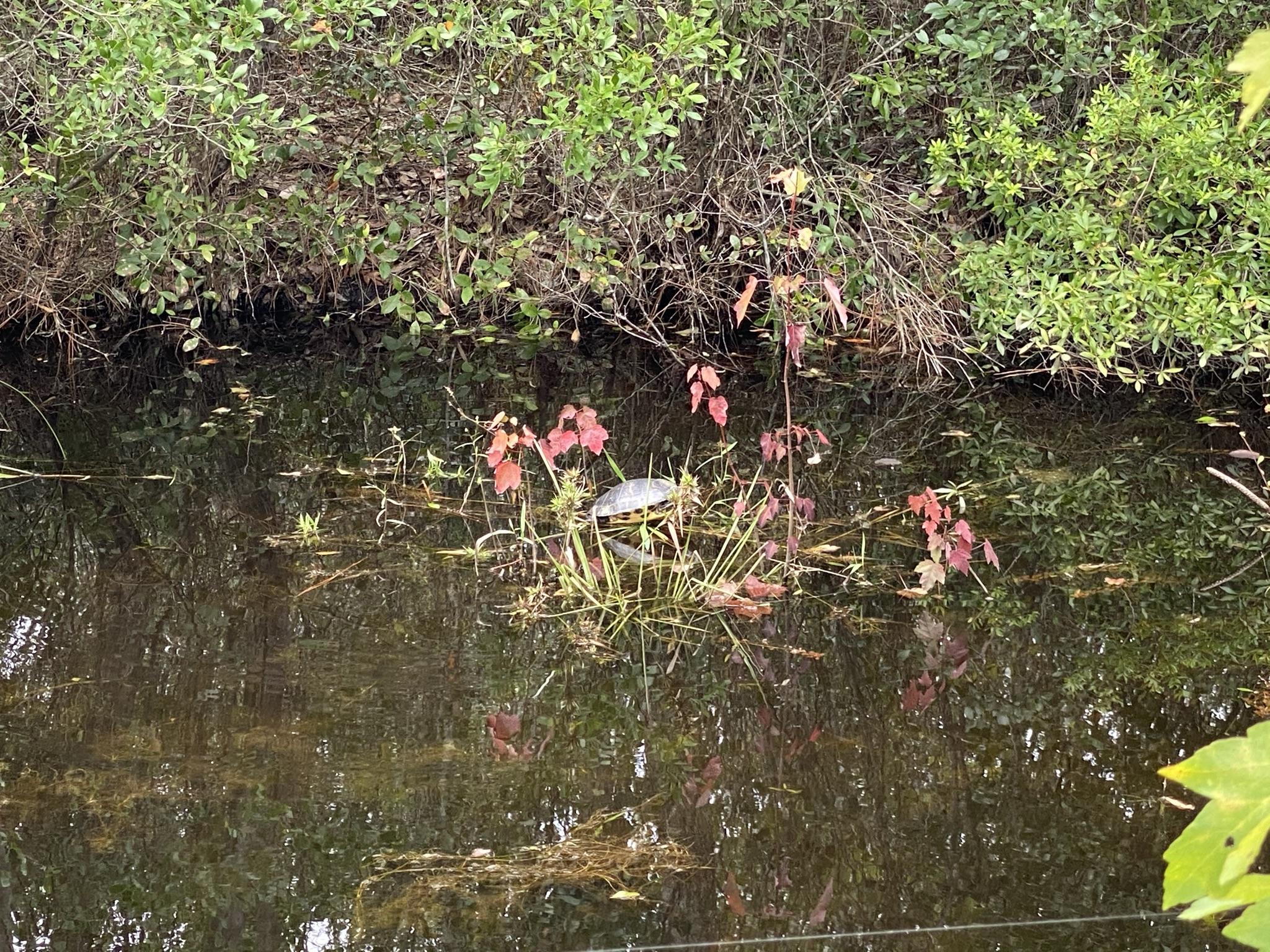 BAGDAD - Residential