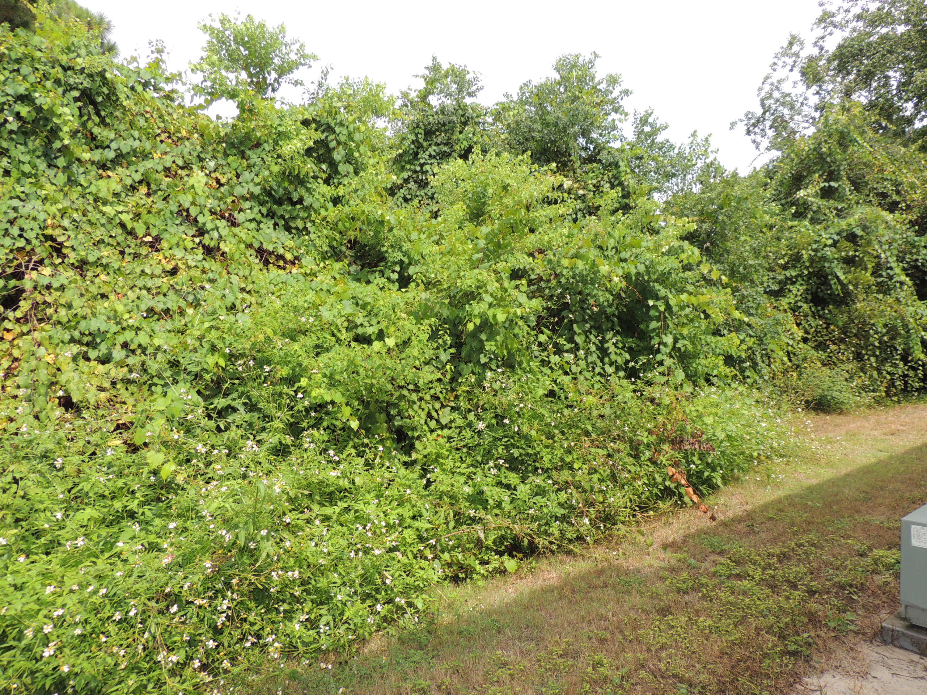 Old Bay Townhomes - Residential