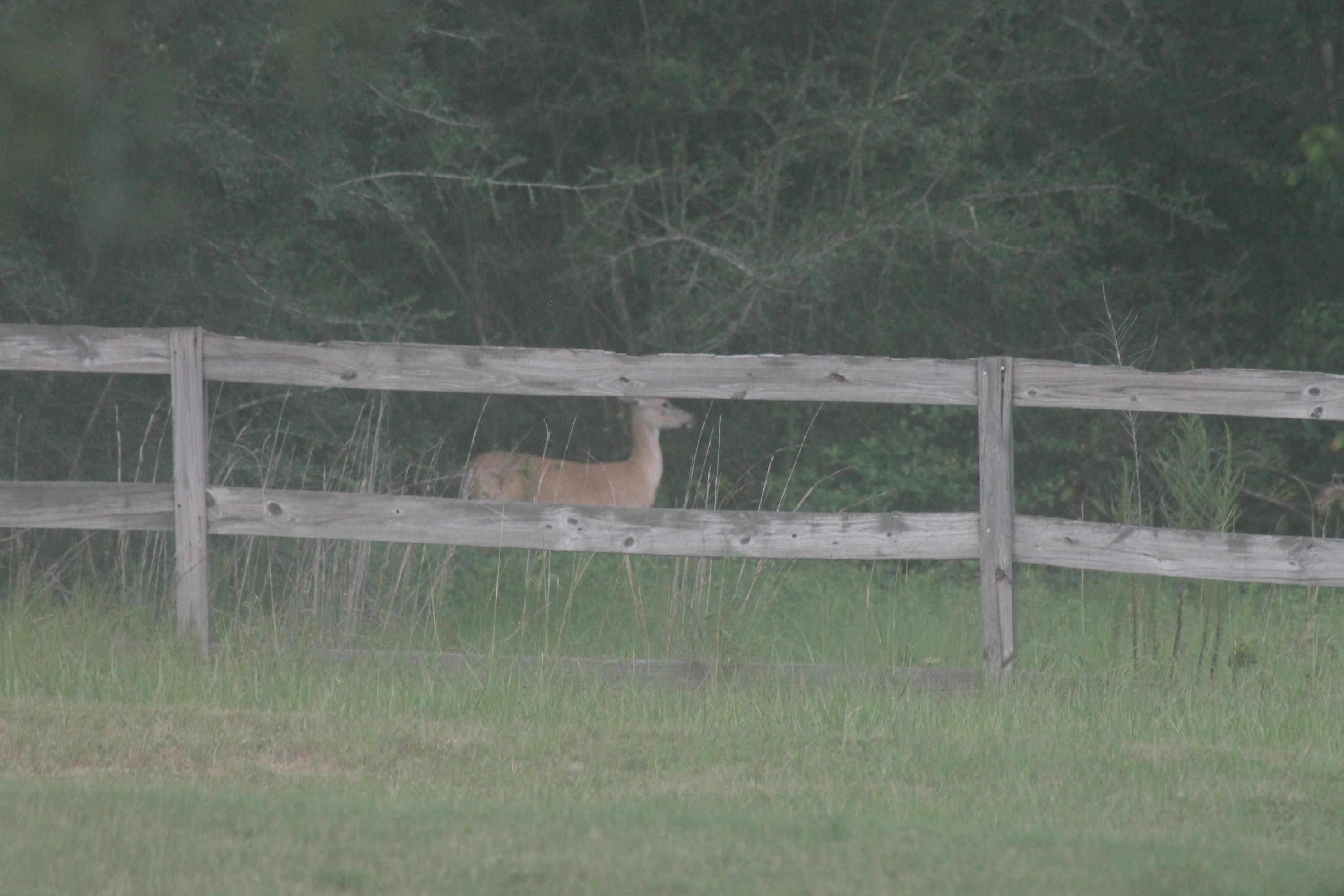 FORE DEER RANCH - Residential