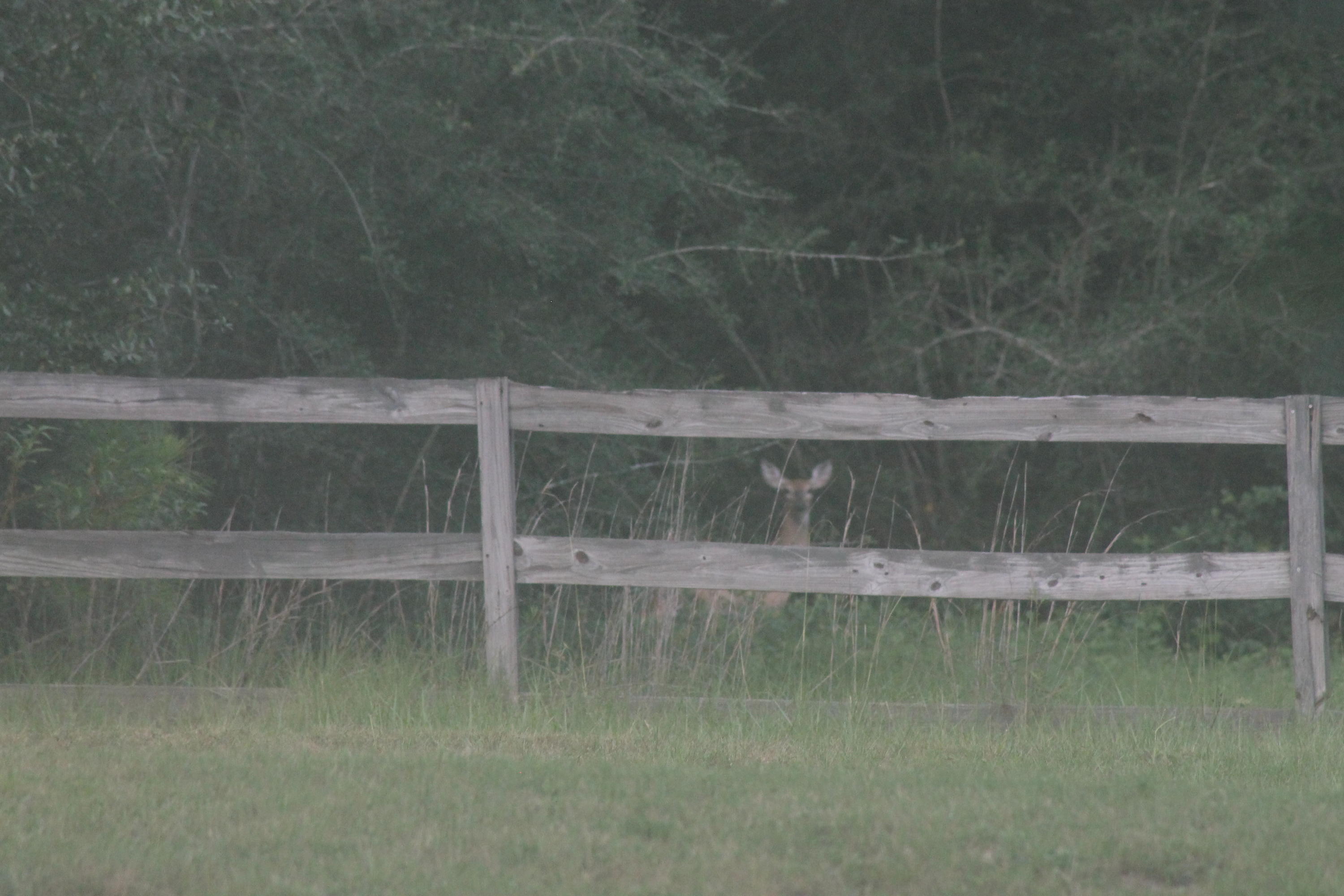 FORE DEER RANCH - Residential
