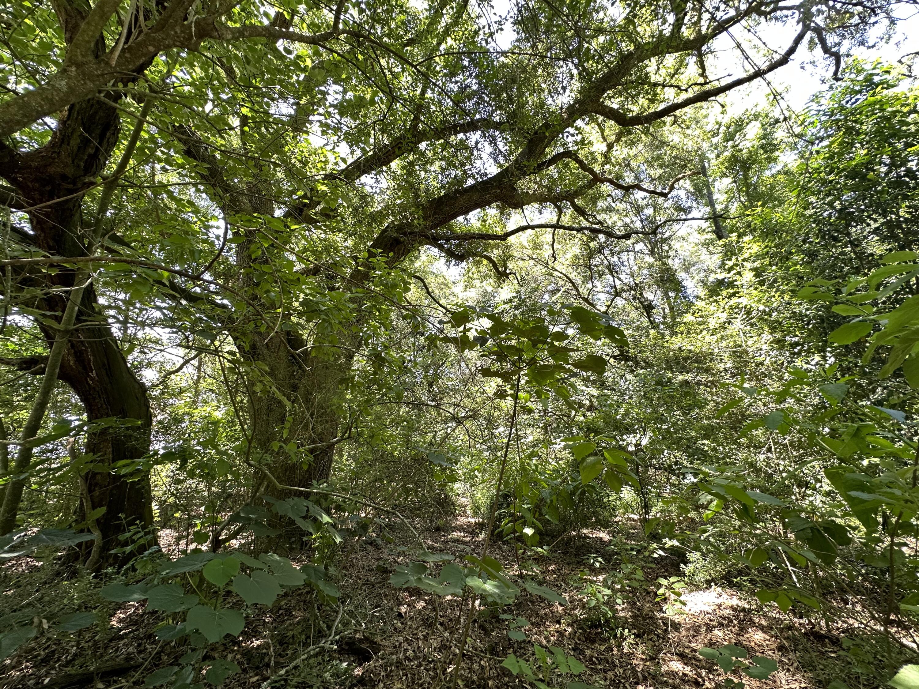 METES & BOUNDS - Land