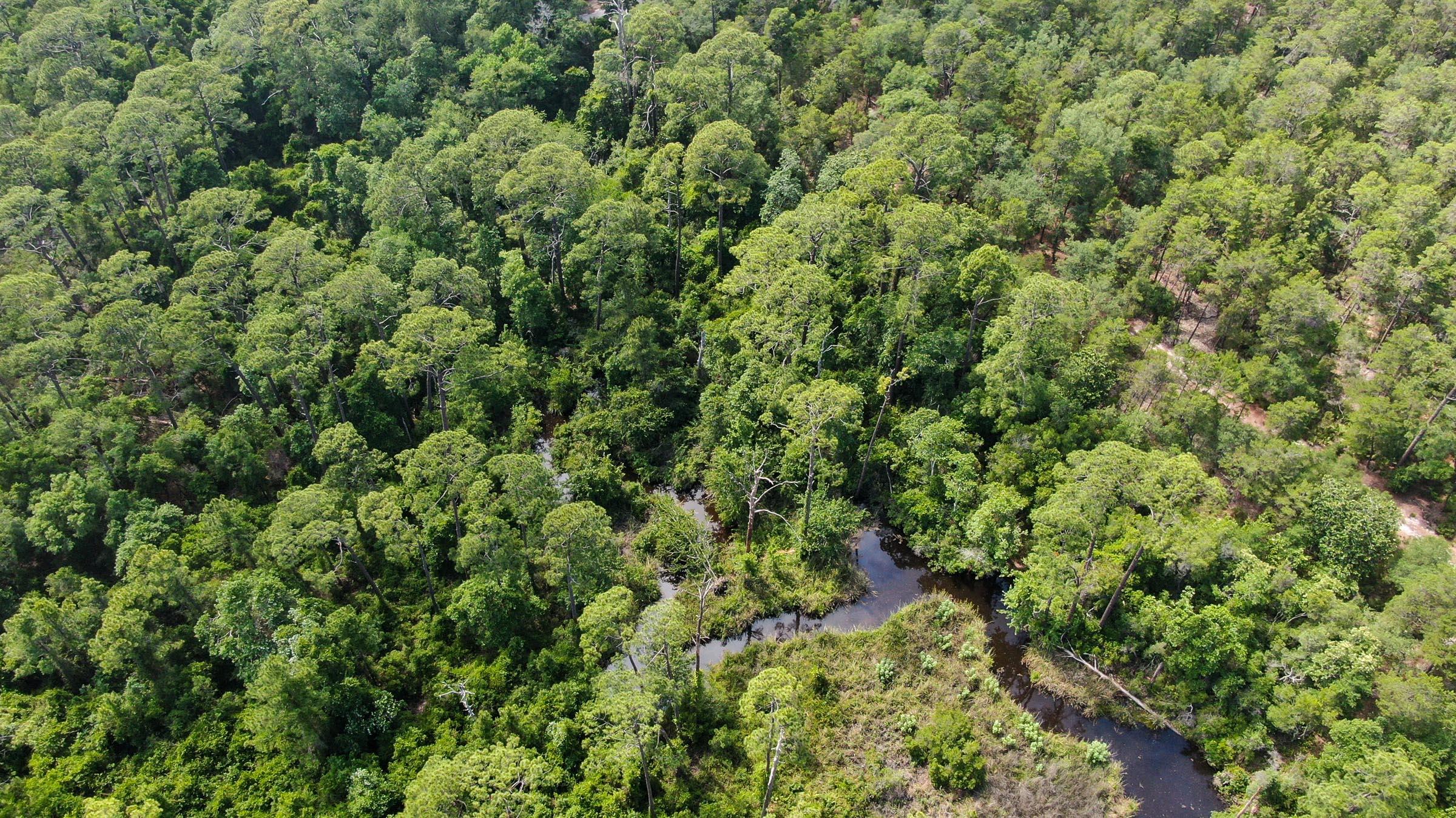 Inlet Beach Rattlesnake - Land