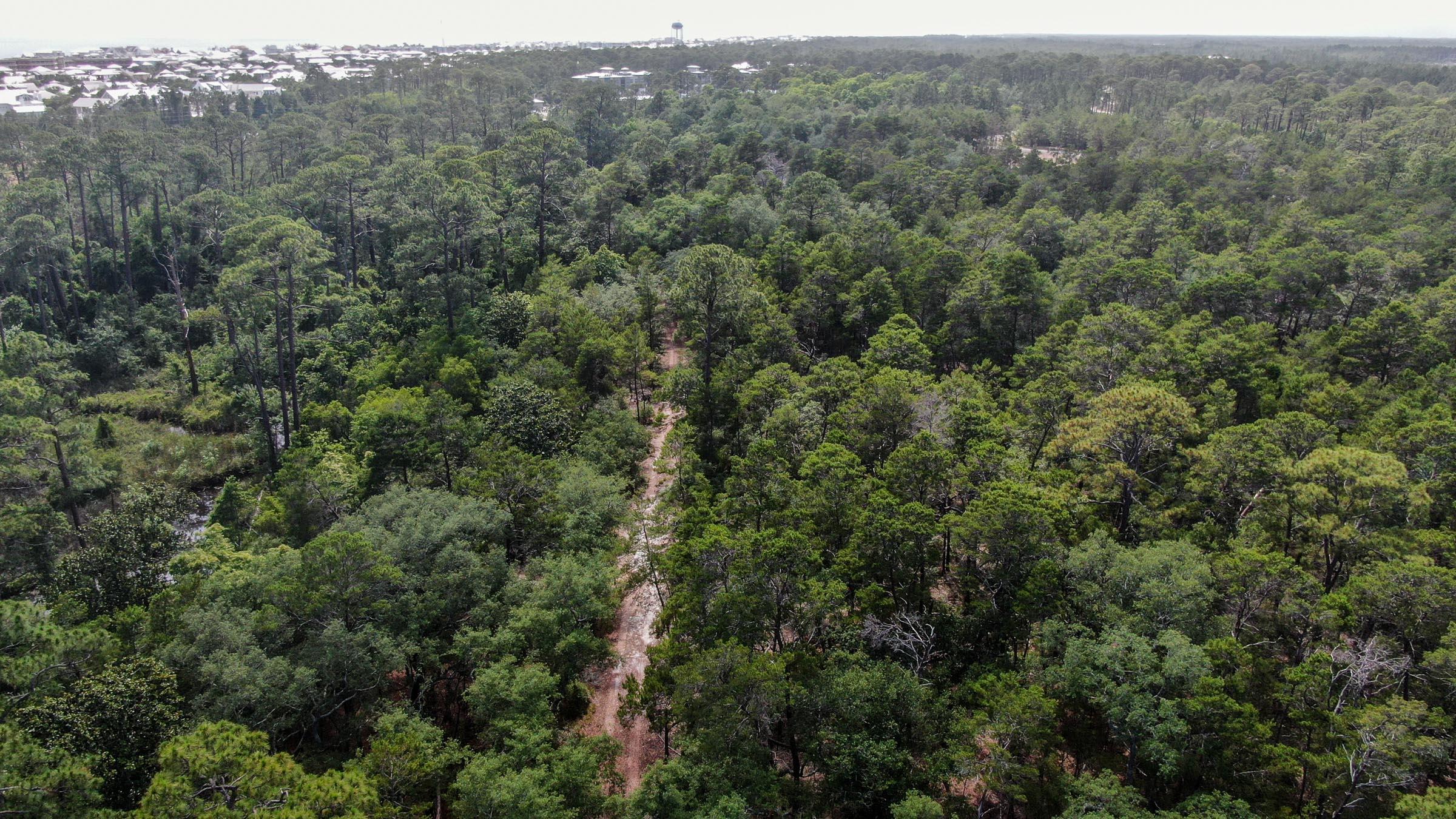 Inlet Beach Rattlesnake - Land