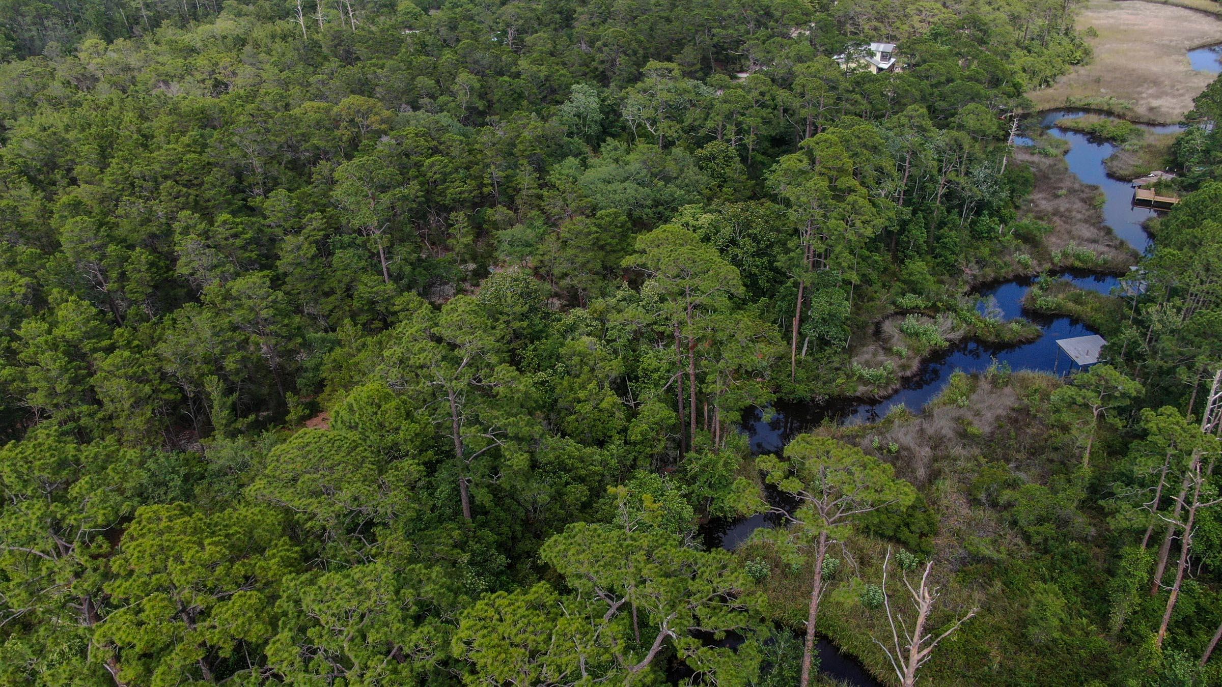 Inlet Beach Rattlesnake - Land