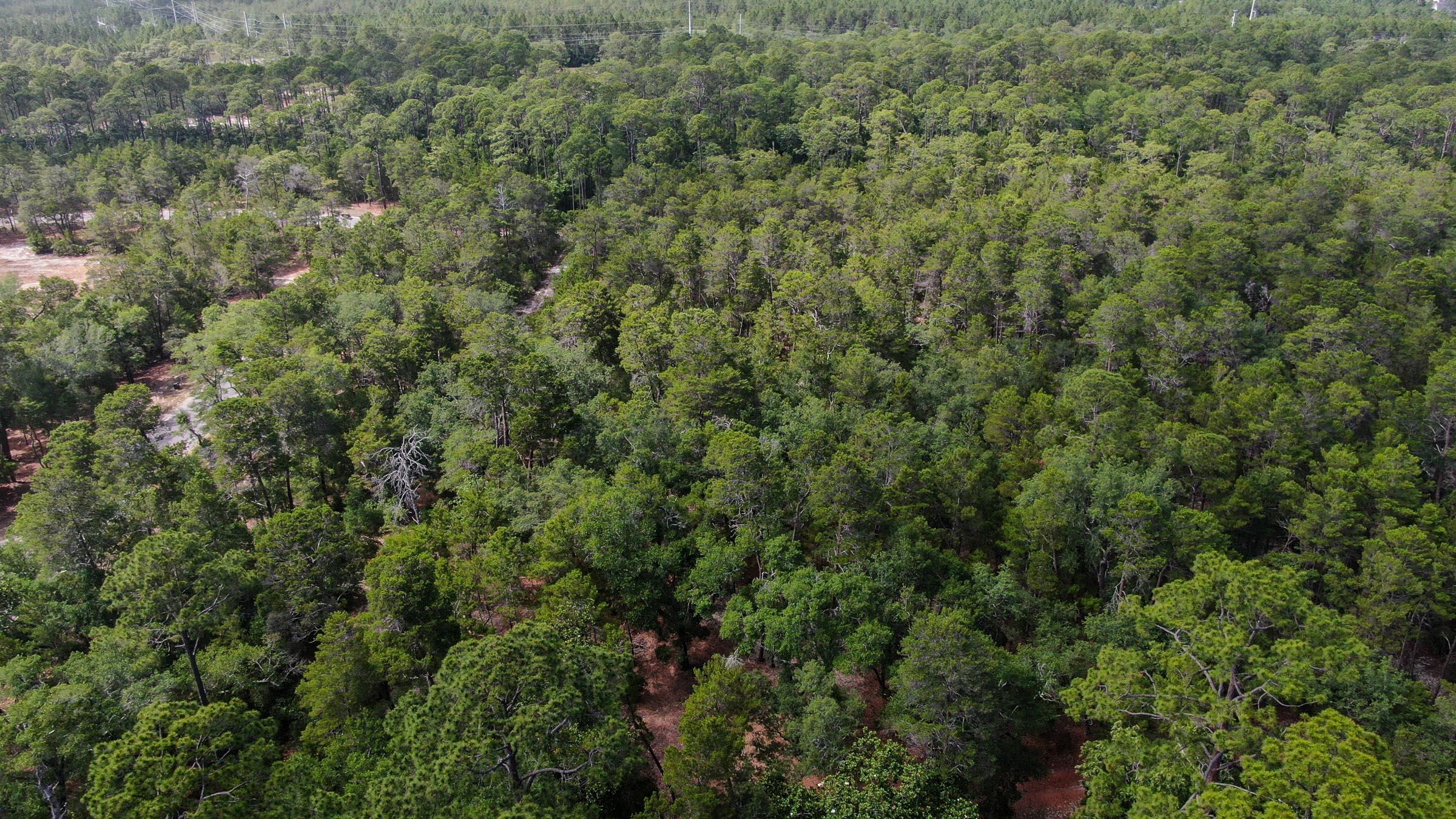 Inlet Beach Rattlesnake - Land