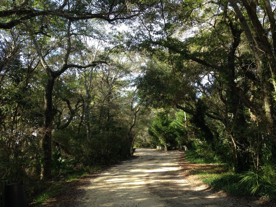 Located in the coveted location of OLD SEAGROVE. The canopied and sandy lane of Dogwood St. leads right to Seaside and the beach in minutes. This generous wooded homesite is 83 ft. front x 90 x 25rear x 106ft., has no build out time and no HOA fees. Perfect location for a vacation rental or your beach home. Large enough to accommodate a garage/guest house and pool. This lot will not last long! As always Buyer to verify all information. Any information in the listing is believed to be accurate but not guaranteed.