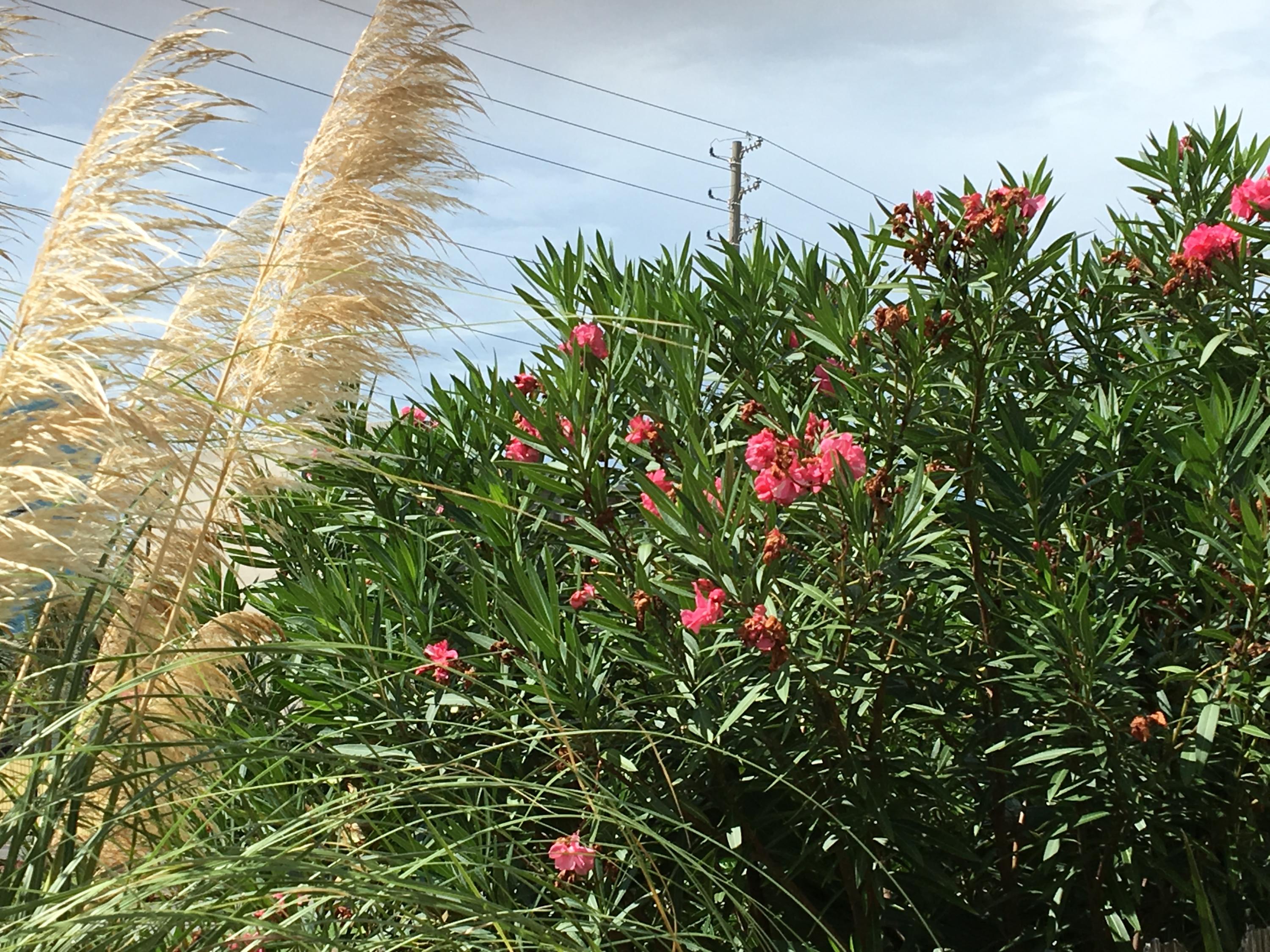 ISLAND GARDENS CONDO - Residential