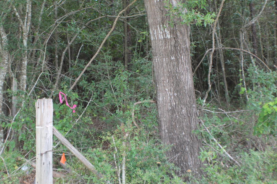 EAST CHESTNUT ADDN - Land