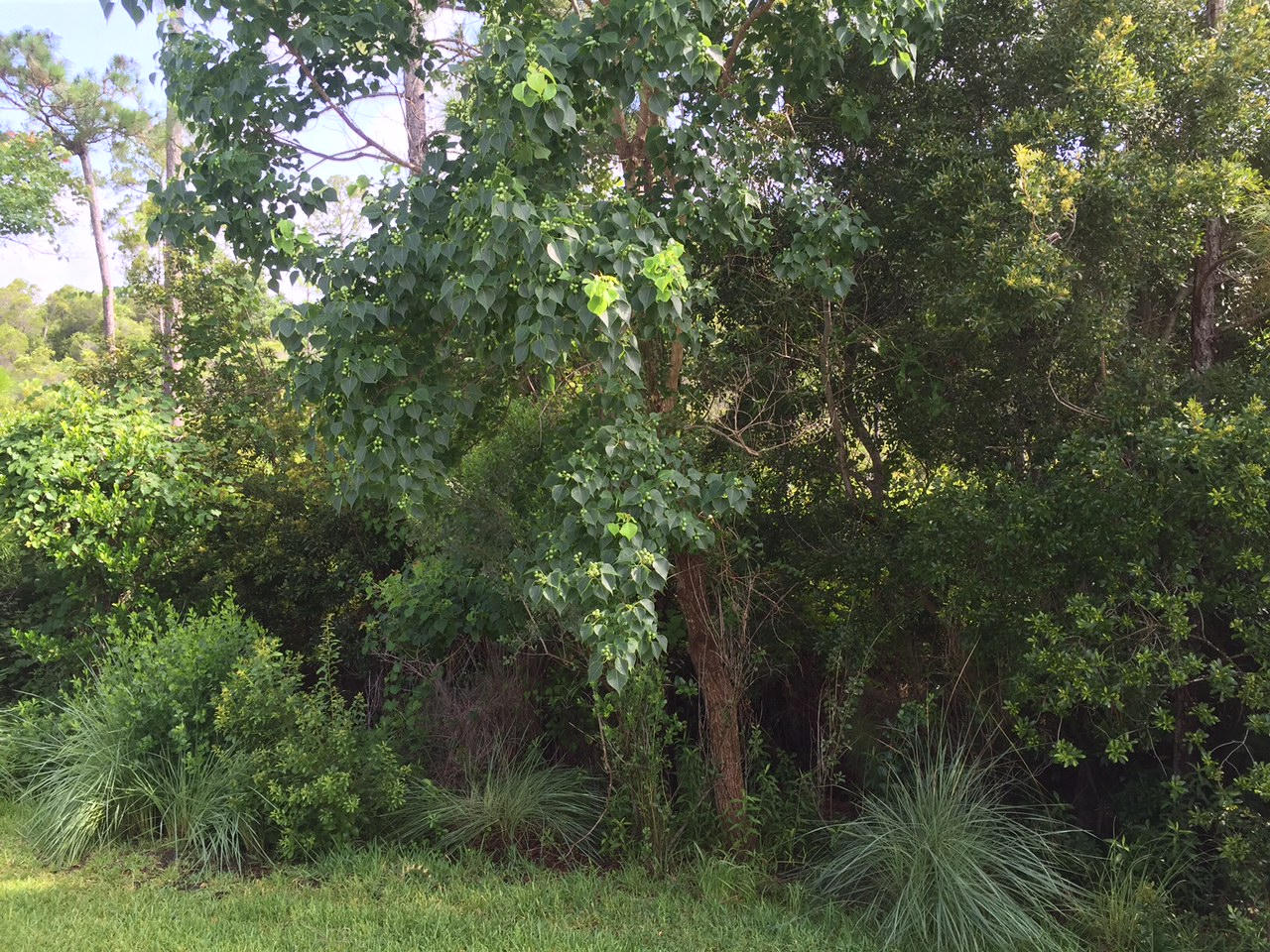 Palmetto Trace - Residential