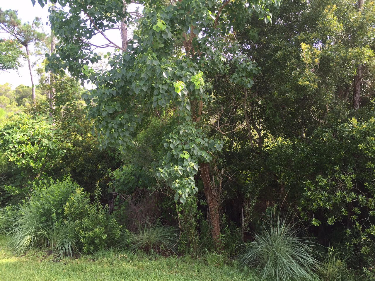 Palmetto Trace - Residential