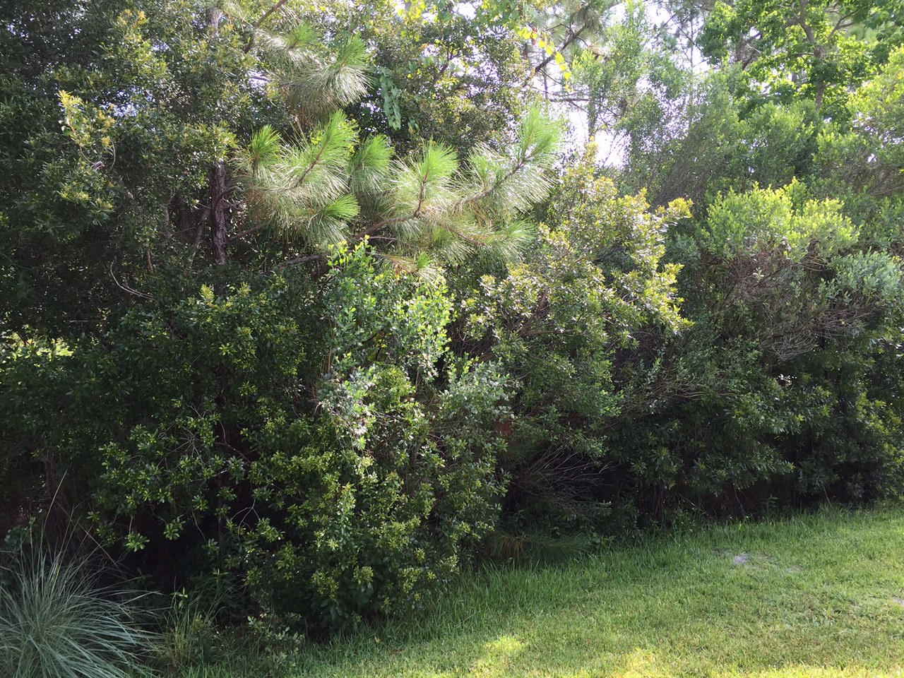 Palmetto Trace - Residential