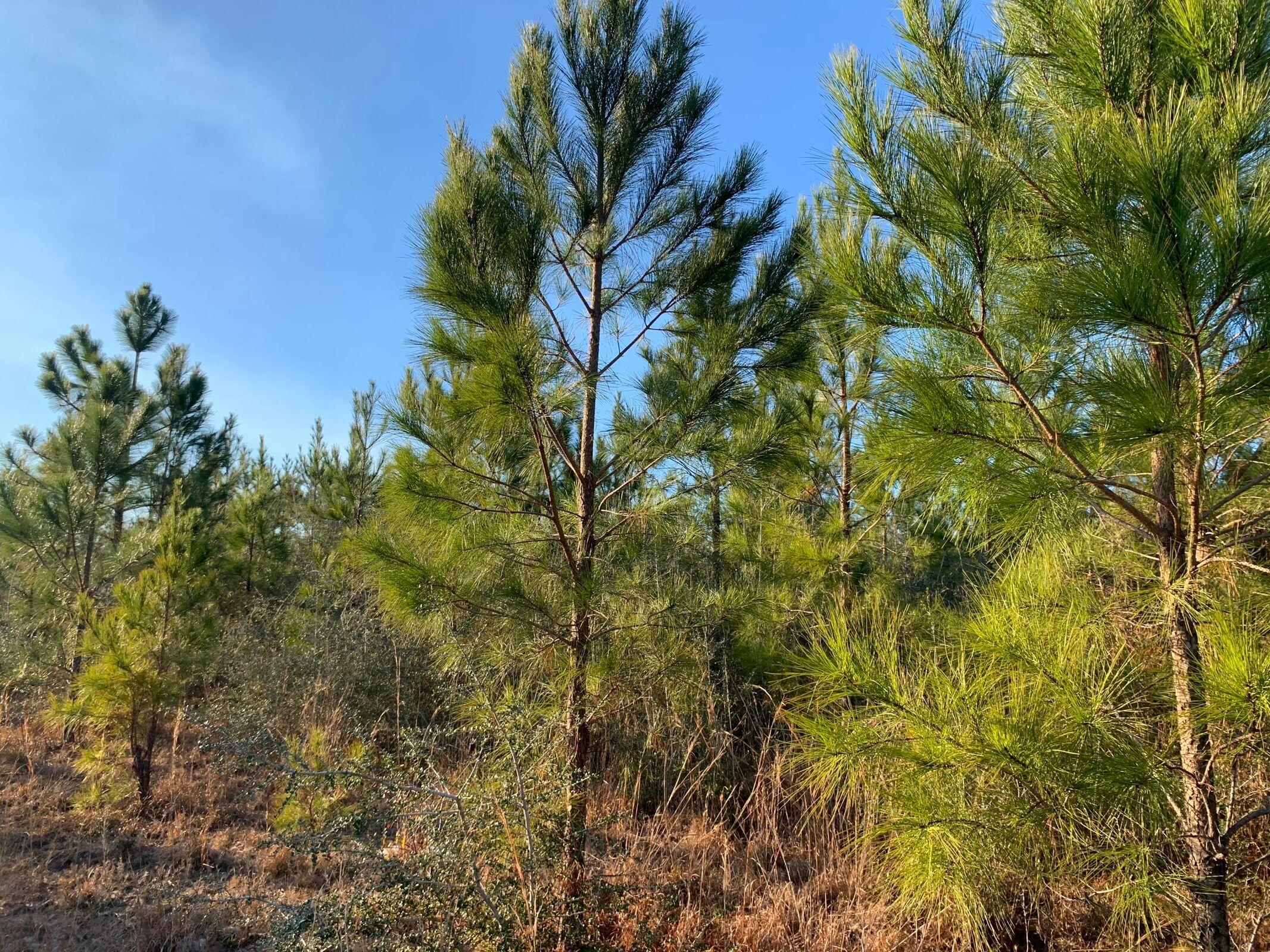 Bring your Build plans today!8+/- Acres of Beautiful timberland. Local Schools: Central for Elementary, Central High School for both Middle and High schoolers.