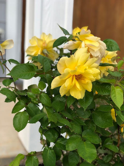 WATER OAKS - Residential