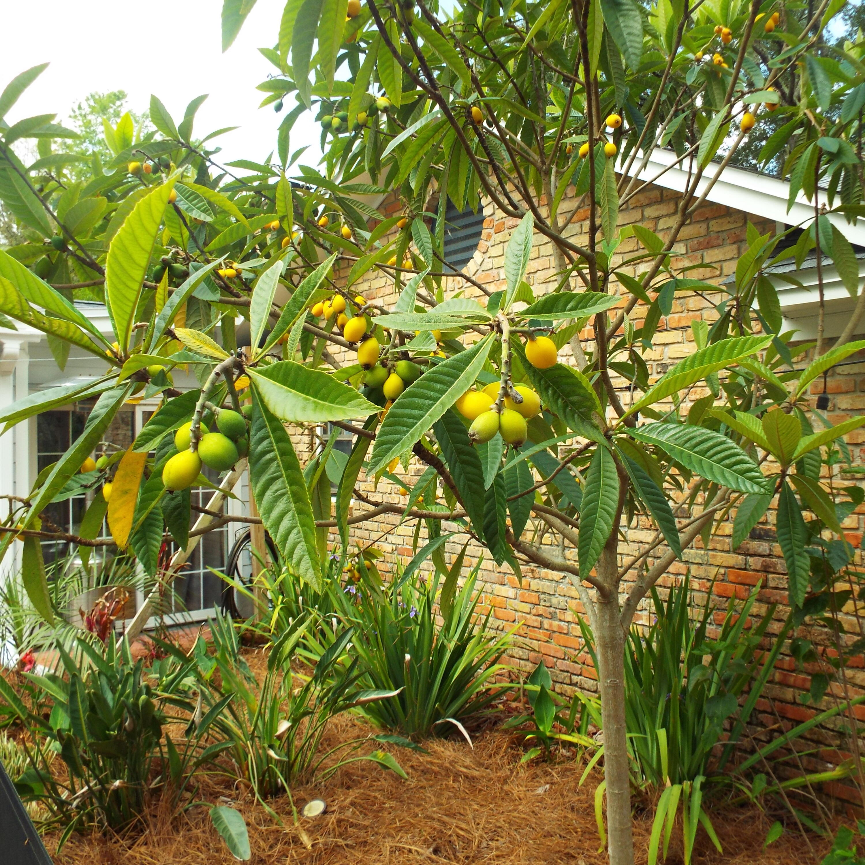 LAVALLET - Residential