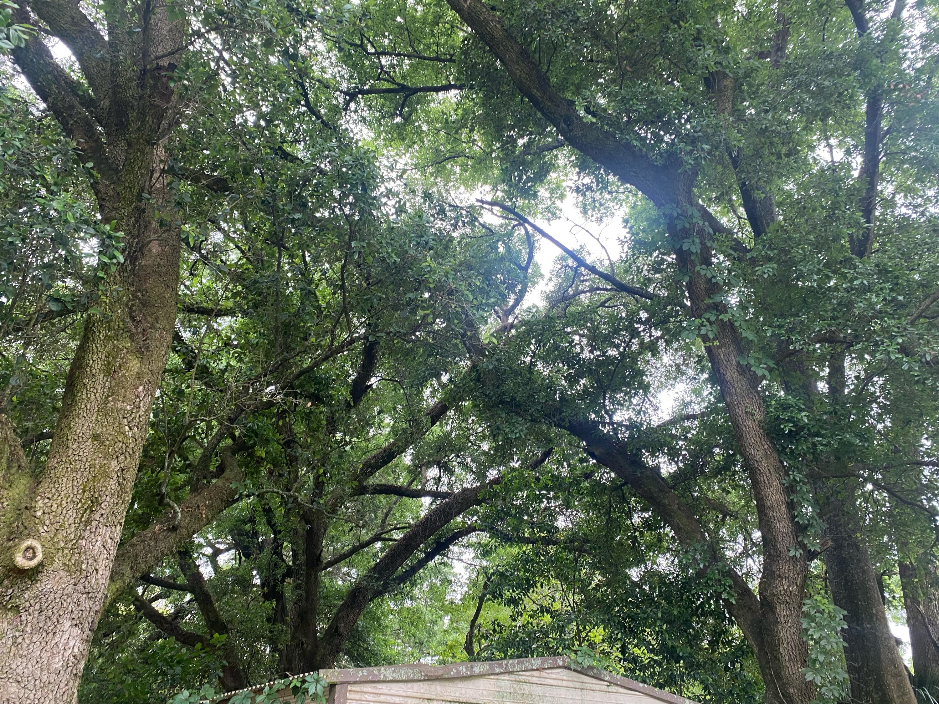 BELL ACRES - Residential