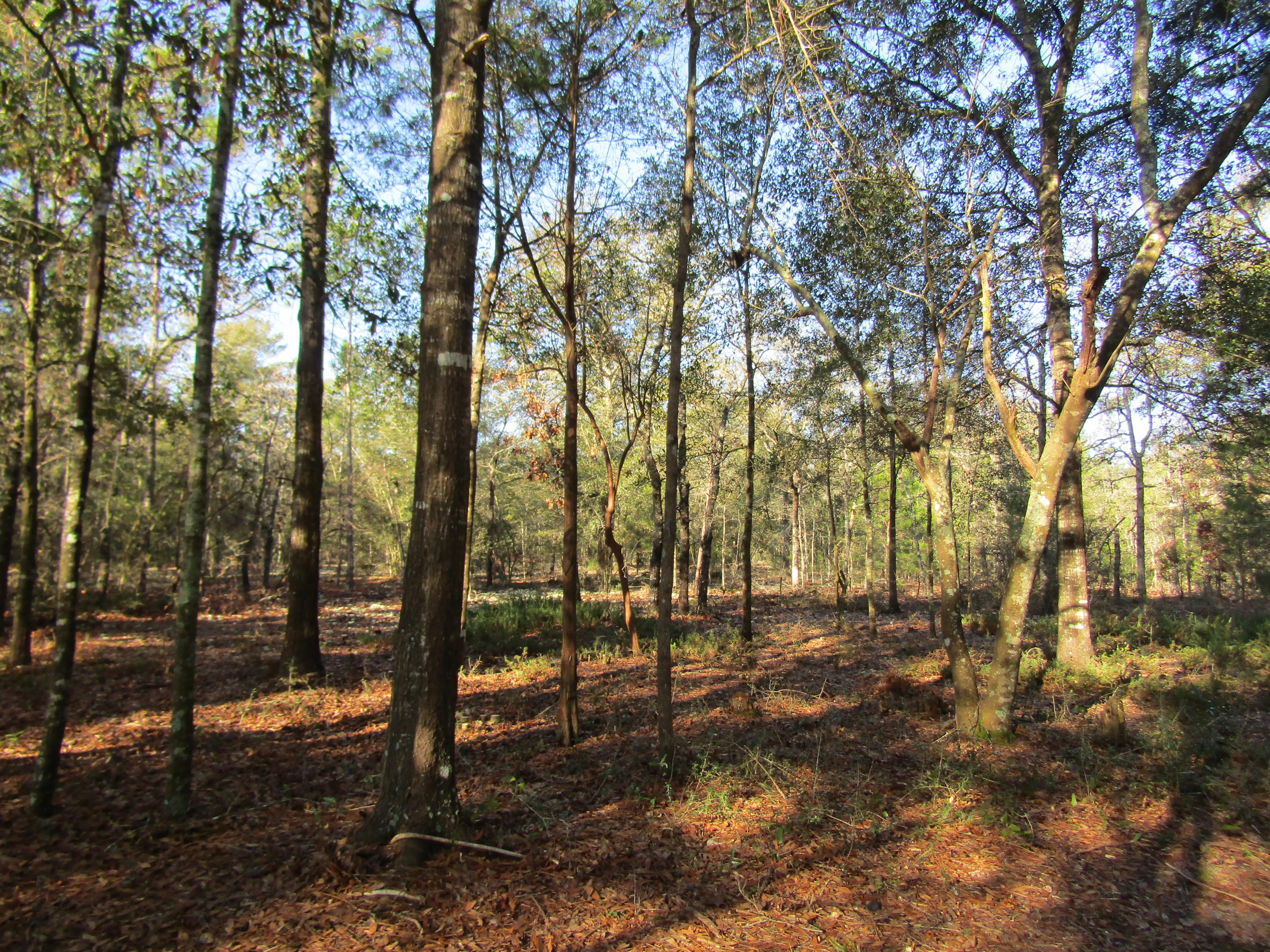 MILL CREEK ESTATES - Residential