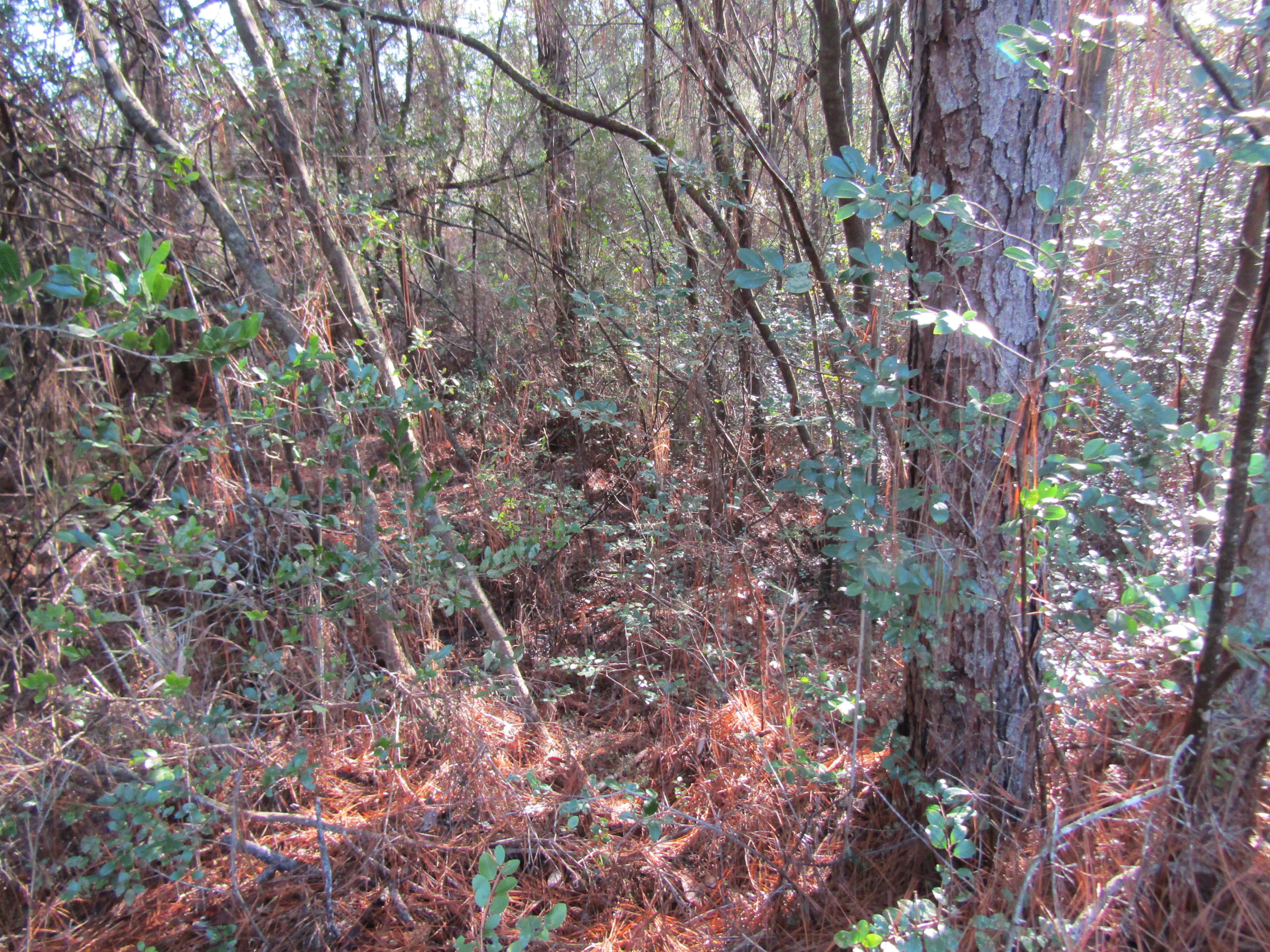 MILL CREEK ESTATES - Residential