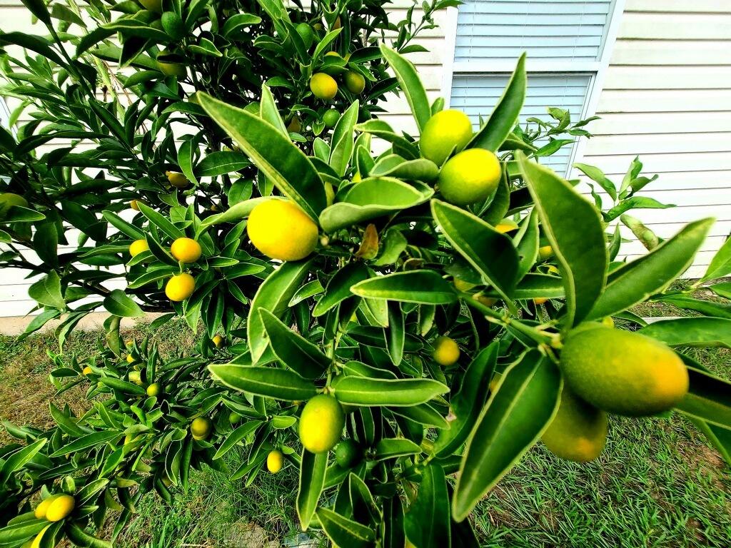 WESTVIEW ESTATES PH 1 - Residential