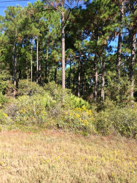 HOLLEY BY THE SEA - Land