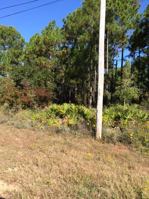 HOLLEY BY THE SEA - Land