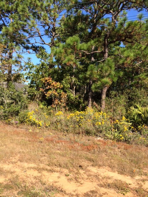 HOLLEY BY THE SEA - Land