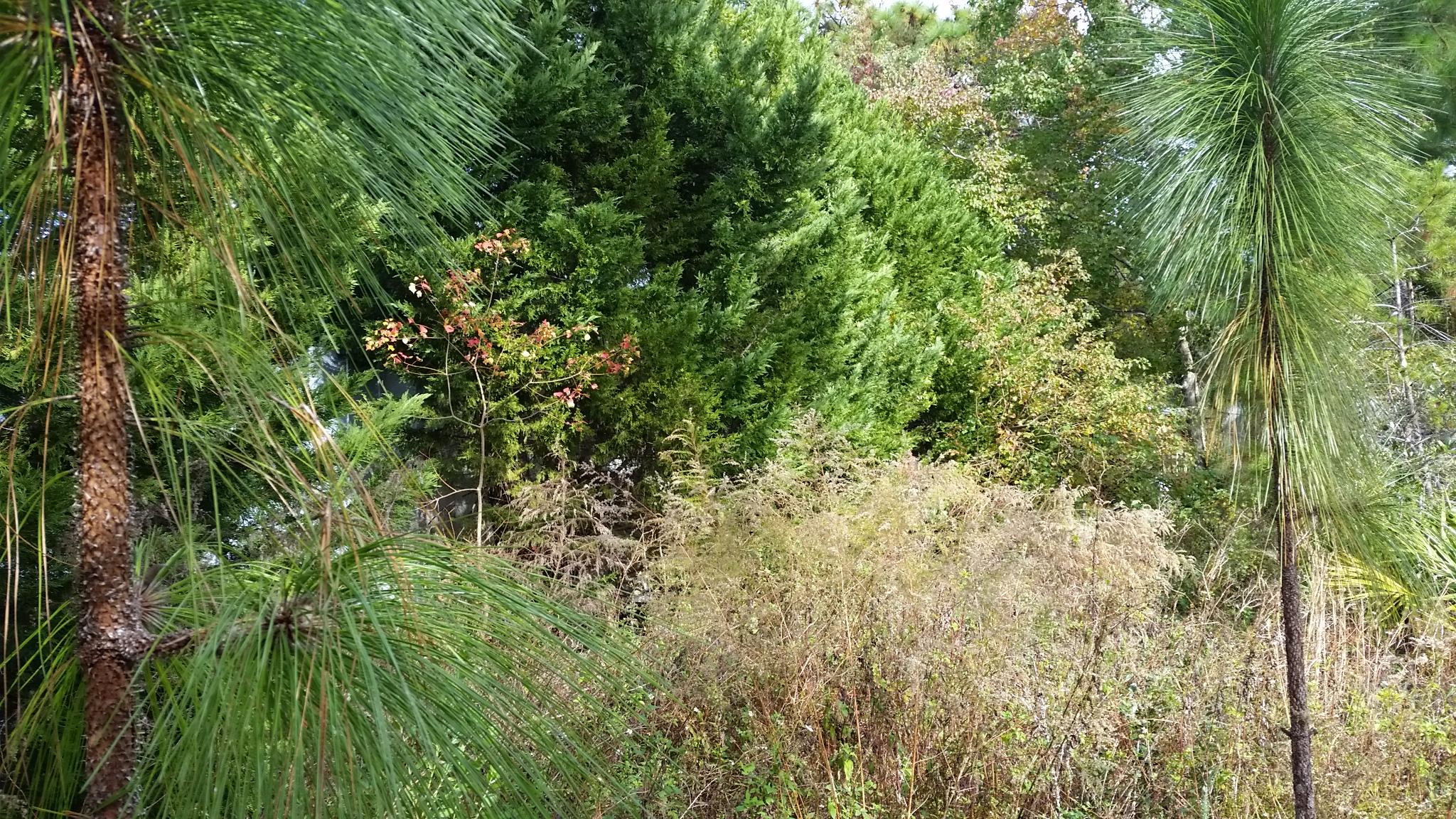 GULF SHORE MANOR - Land