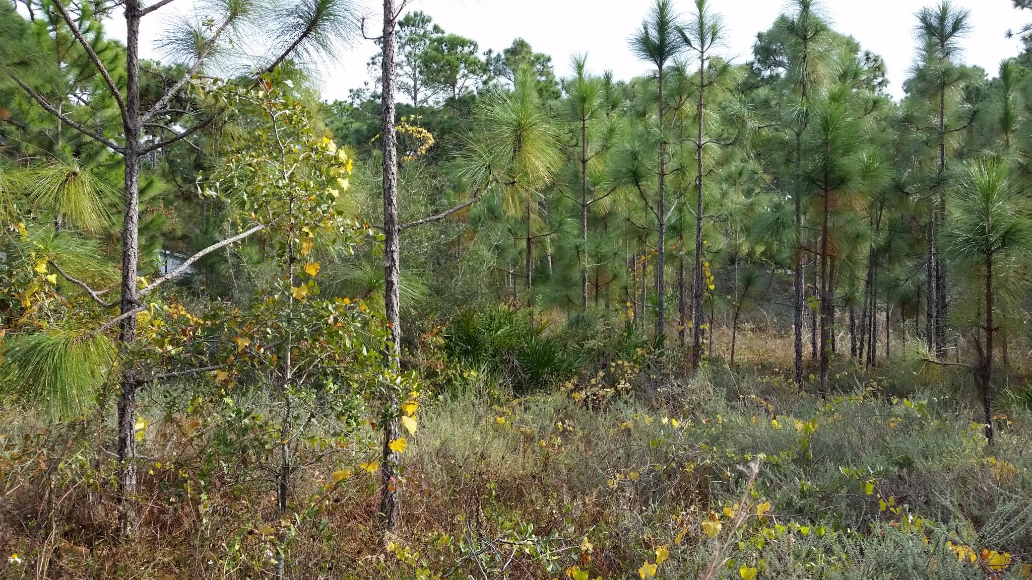 GULF SHORE MANOR - Land