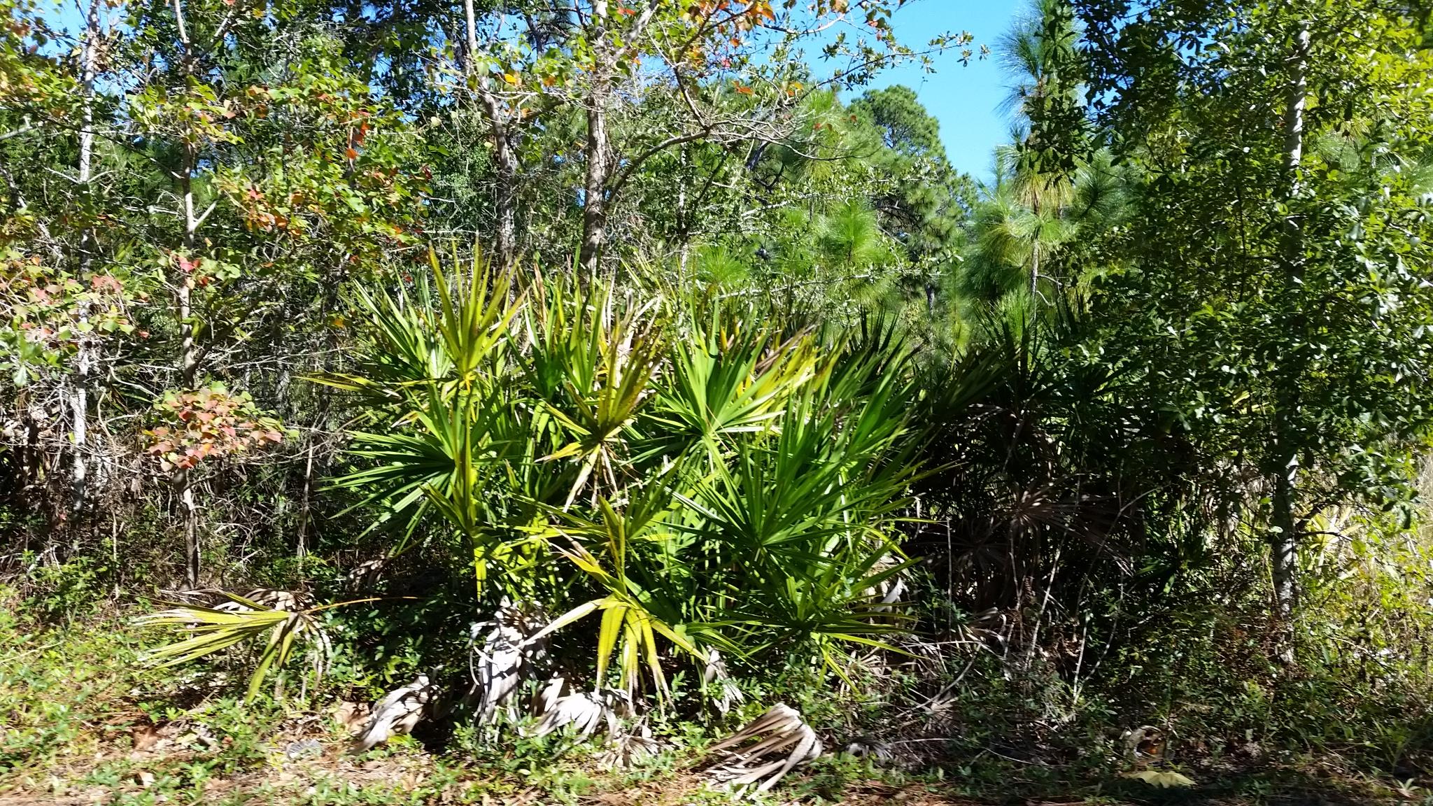 GULF SHORE MANOR - Land