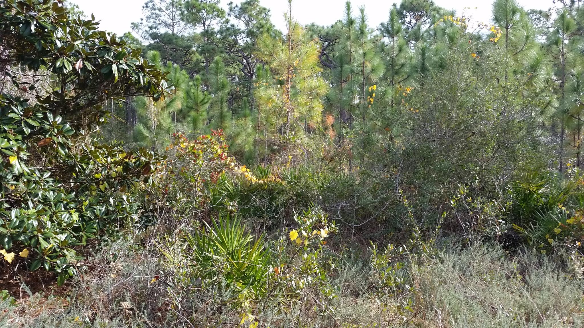 GULF SHORE MANOR - Land