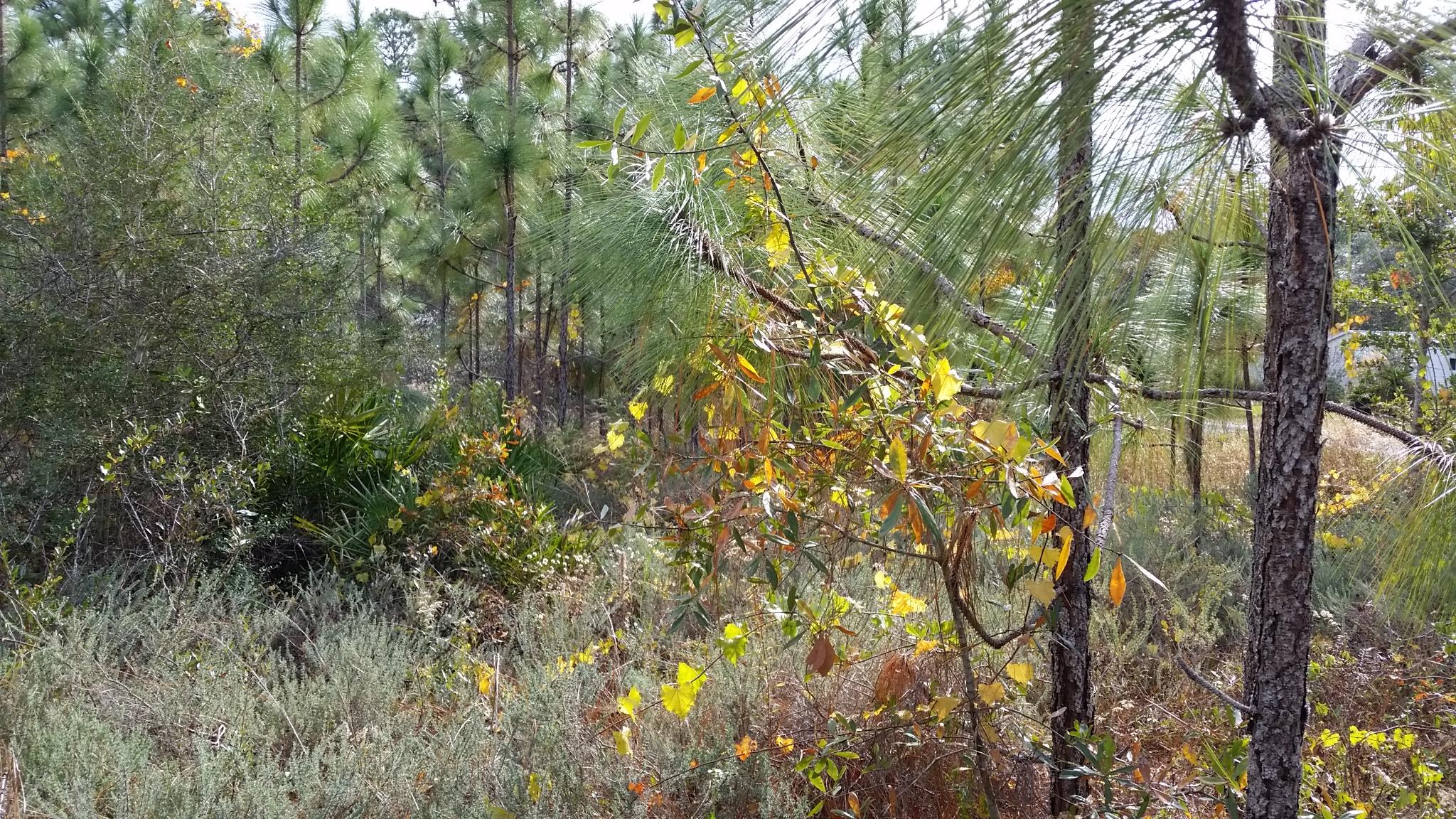 GULF SHORE MANOR - Land