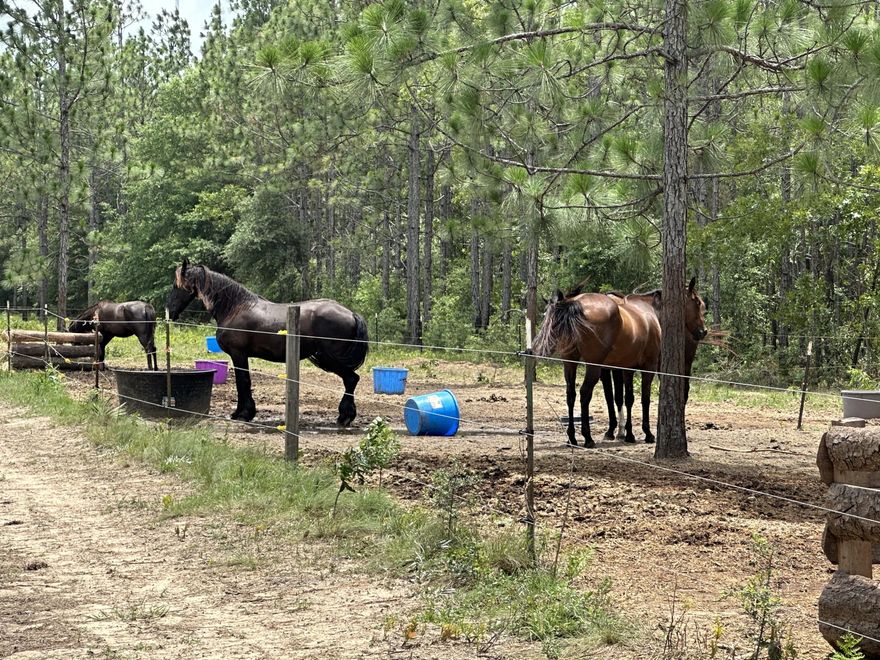 Bring your build plans, Your horses and your ATVs! This 5+/- Acres of prime level land is ready for you to call home! Head for a day at the beach or trip to the grocery store? This property gives easy Access to Hwy 90 and I-10. In Santa rosa county and just shy of Okaloosa county. Horse fence does not convey. Property has underground power available!