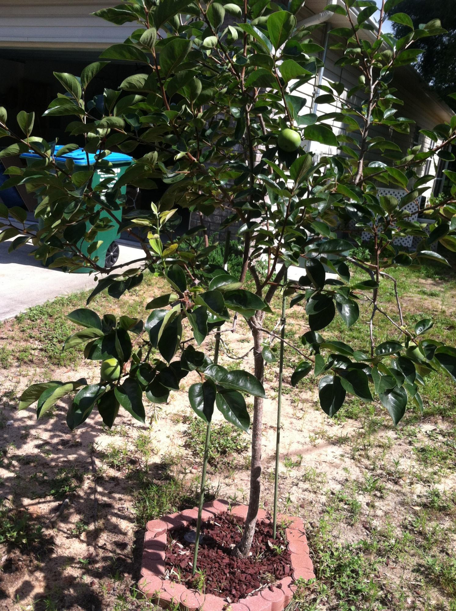 Crescent Heights - Residential