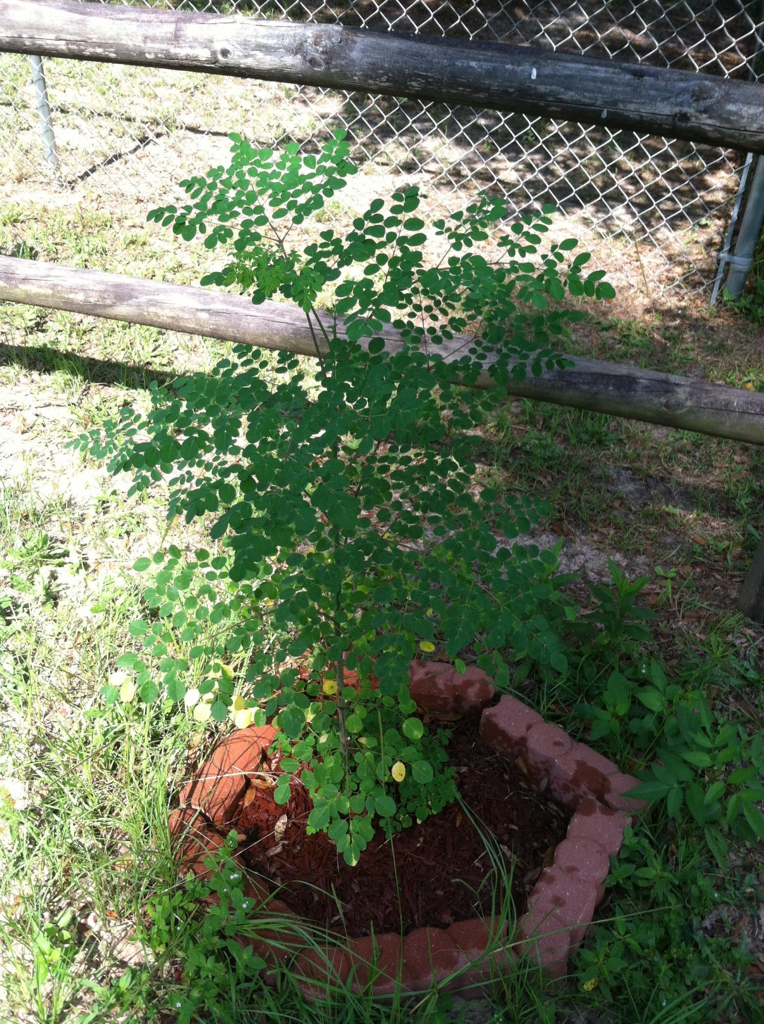 Crescent Heights - Residential