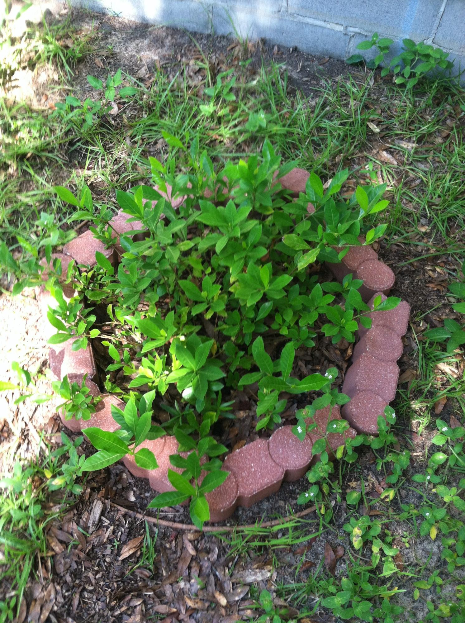 Crescent Heights - Residential