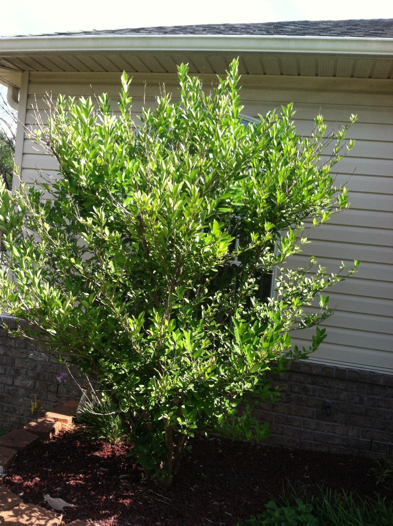 Crescent Heights - Residential