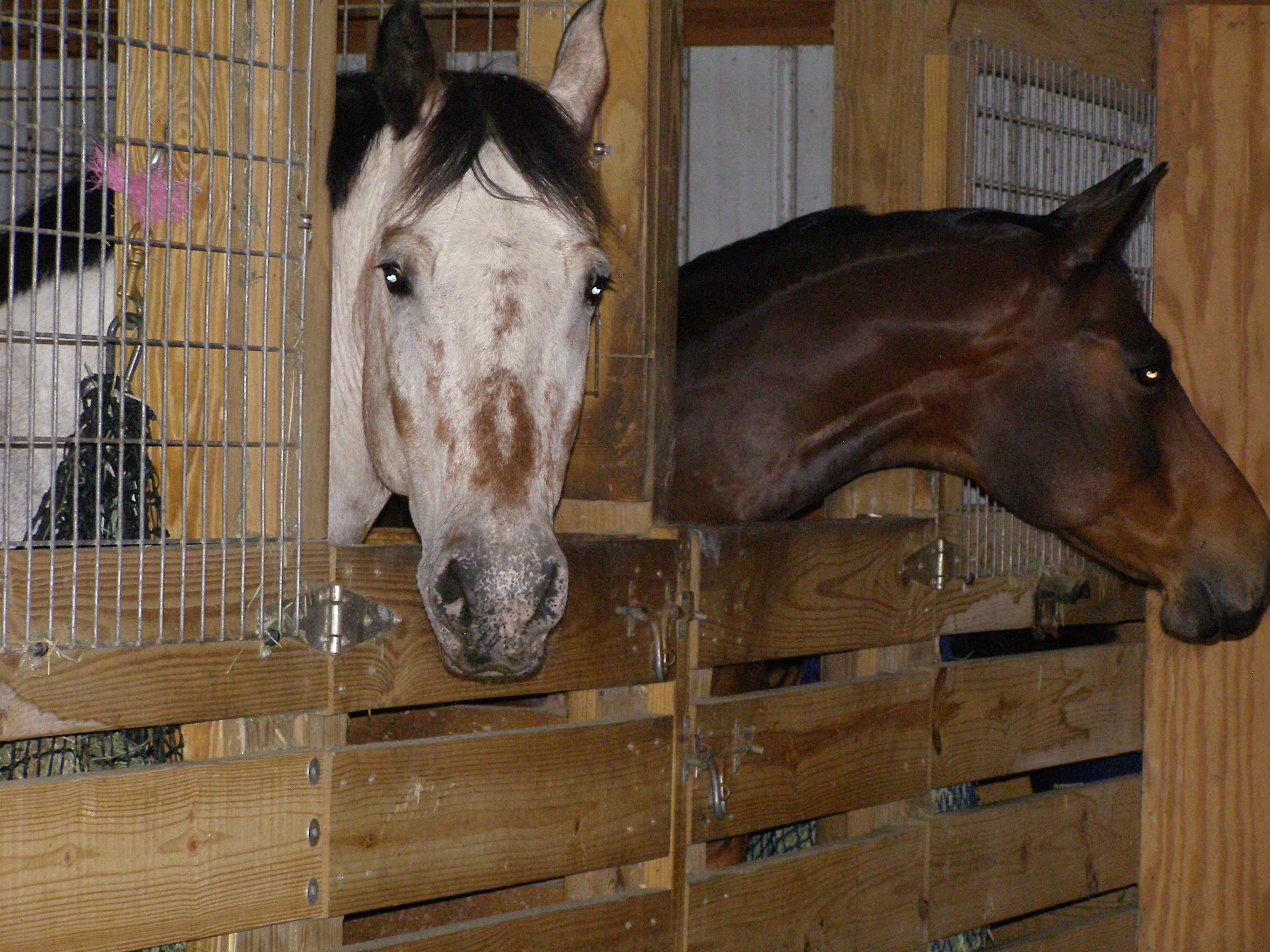 Horse lovers: This one is for you!! A self-sufficient farm with whole-house generator, deep private well and septic, capable of sustaining off-grid living. 19 acres includes 8 acres cleared with 4 separate cross fenced pastures, front pasture with a loafing shed for the horses. 20x60 meter horse arena, large garden area, chicken coop and a hog pen if you choose. There is a wonderful 36x36 horse barn with 4-12x12 stalls; each stall has its own fan for cooling horses. Feed room with hot water and a sink. Plenty of parking and storage with a 36x20 quad carport and a 36x12 shed. The home is a well built custom home, low maintenance vinyl with 3 bedrooms and 2 full baths. Tile floors in wet areas, kitchen has granite counters and backsplashes.