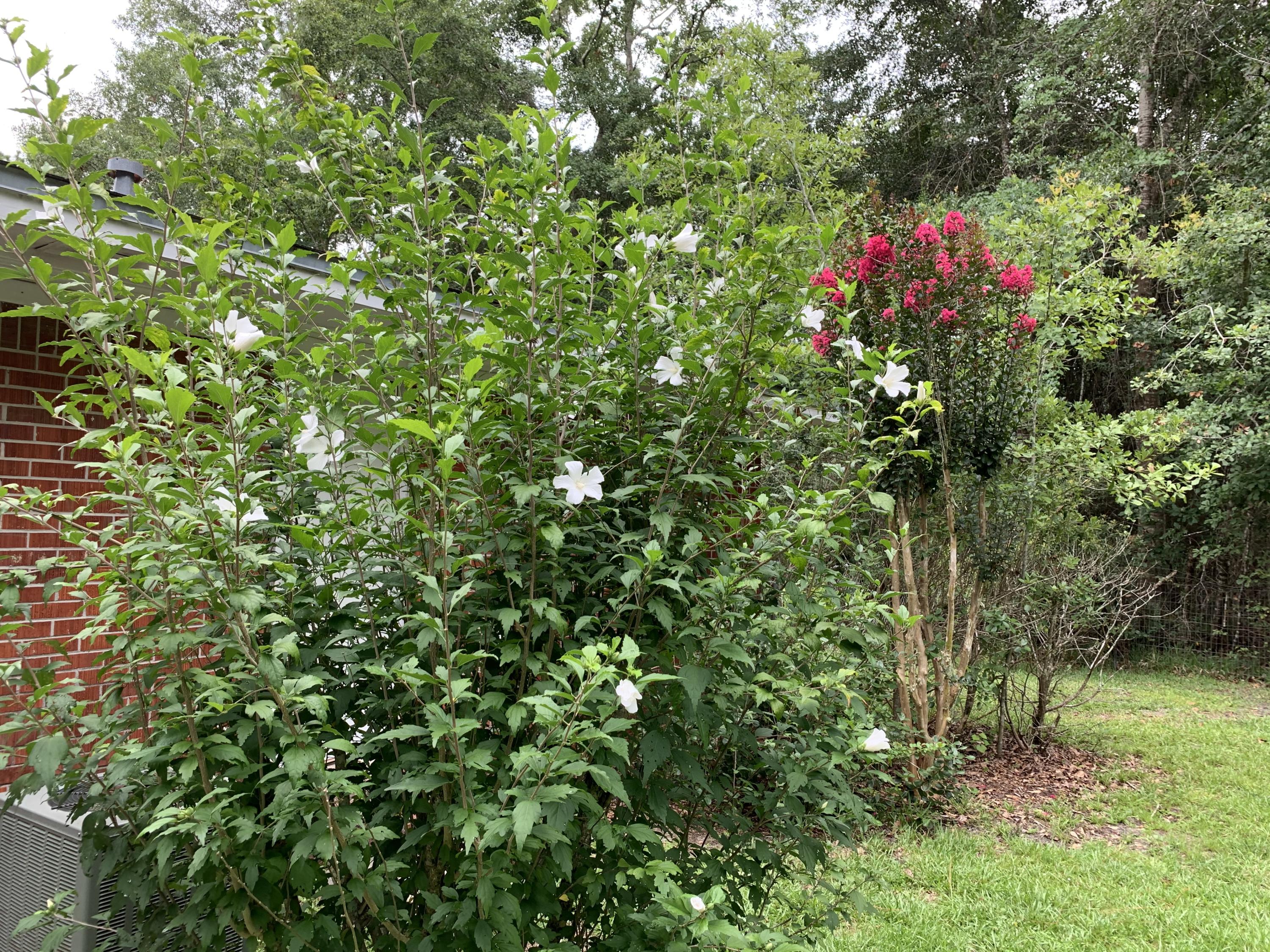 AVALON BEACH - Residential